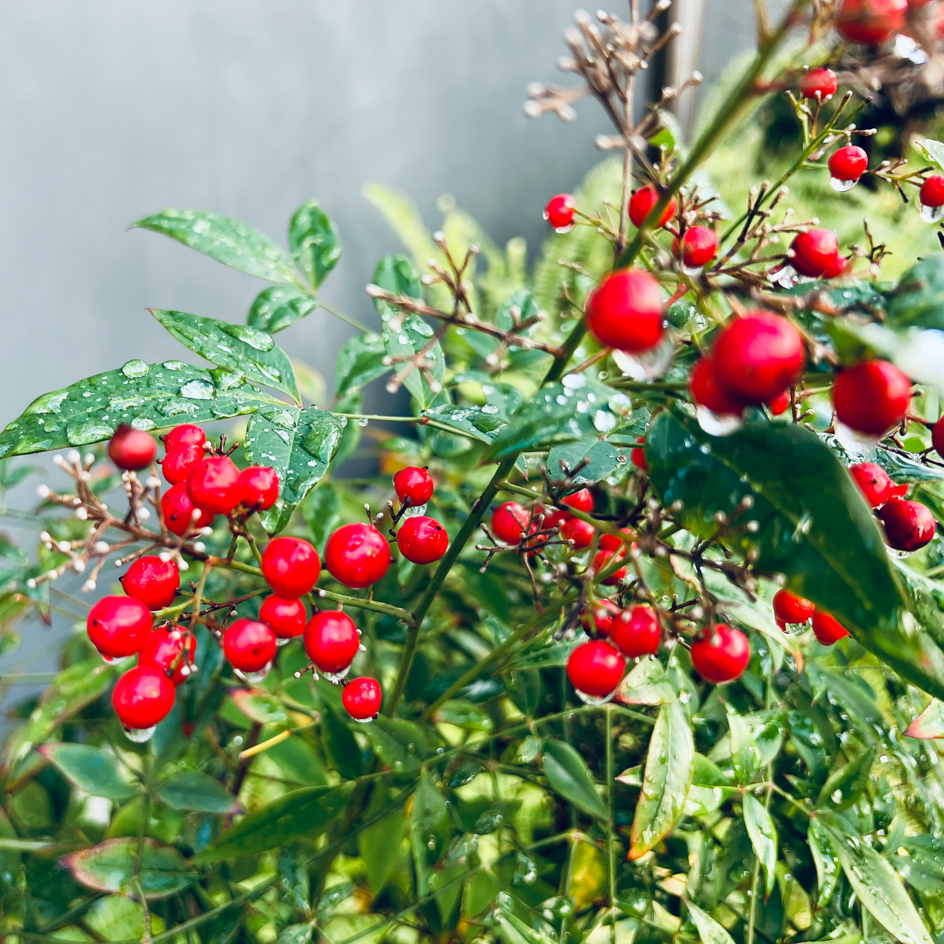 赤いベリーと緑の葉を持つ植物のクローズアップ