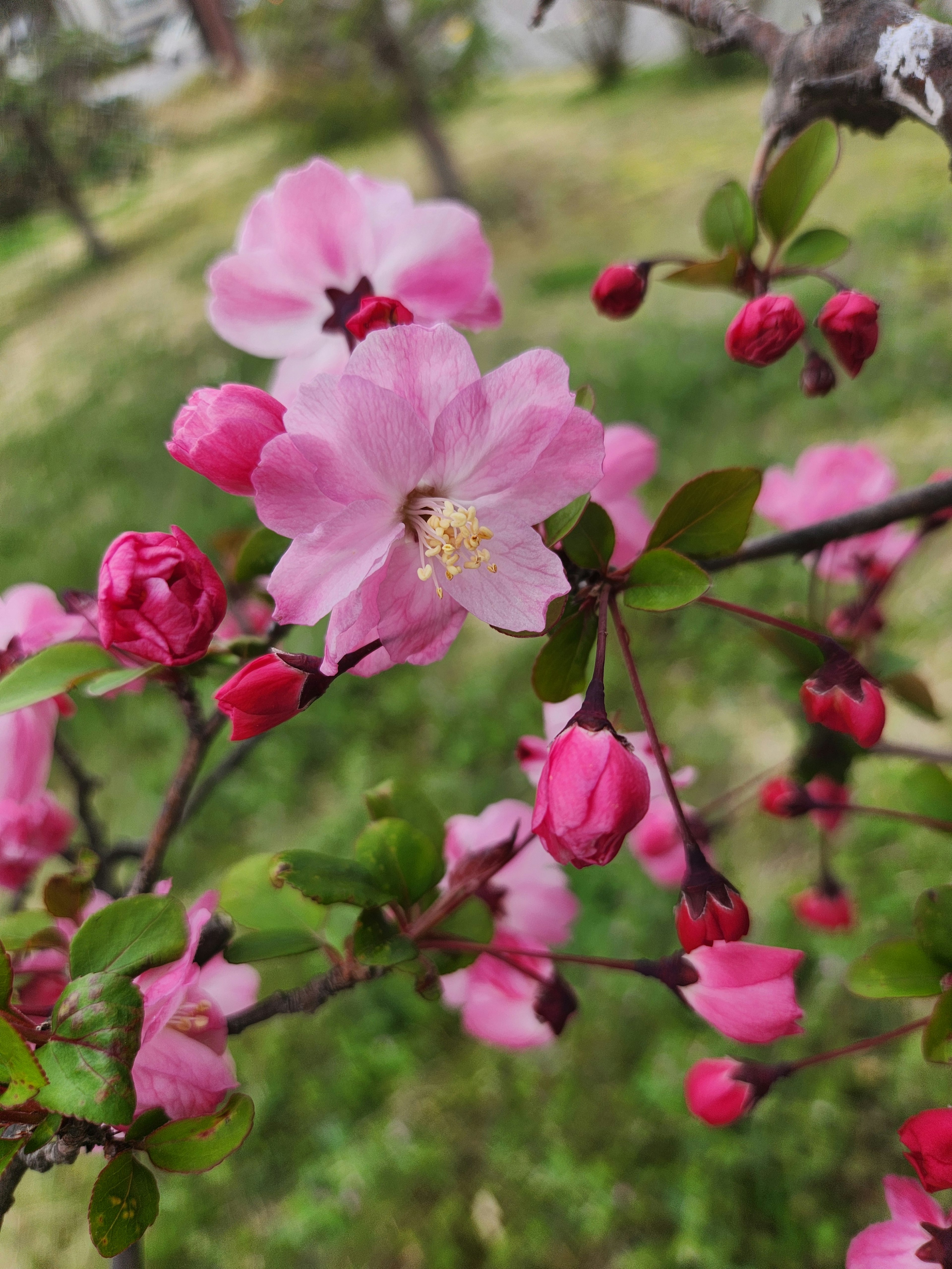 Nahaufnahme eines Zweigs mit rosa Blüten und Knospen