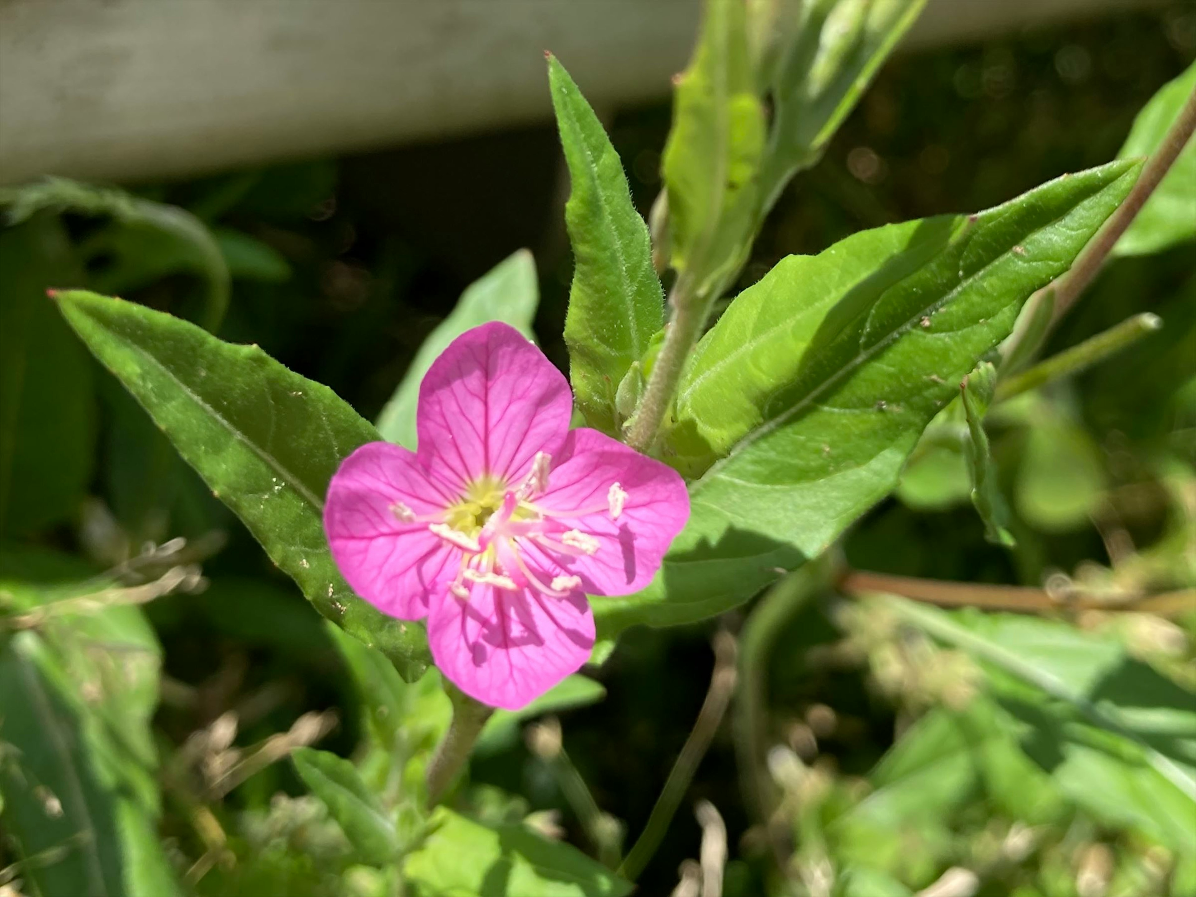 Immagine di un piccolo fiore rosa con foglie verdi in un ambiente naturale