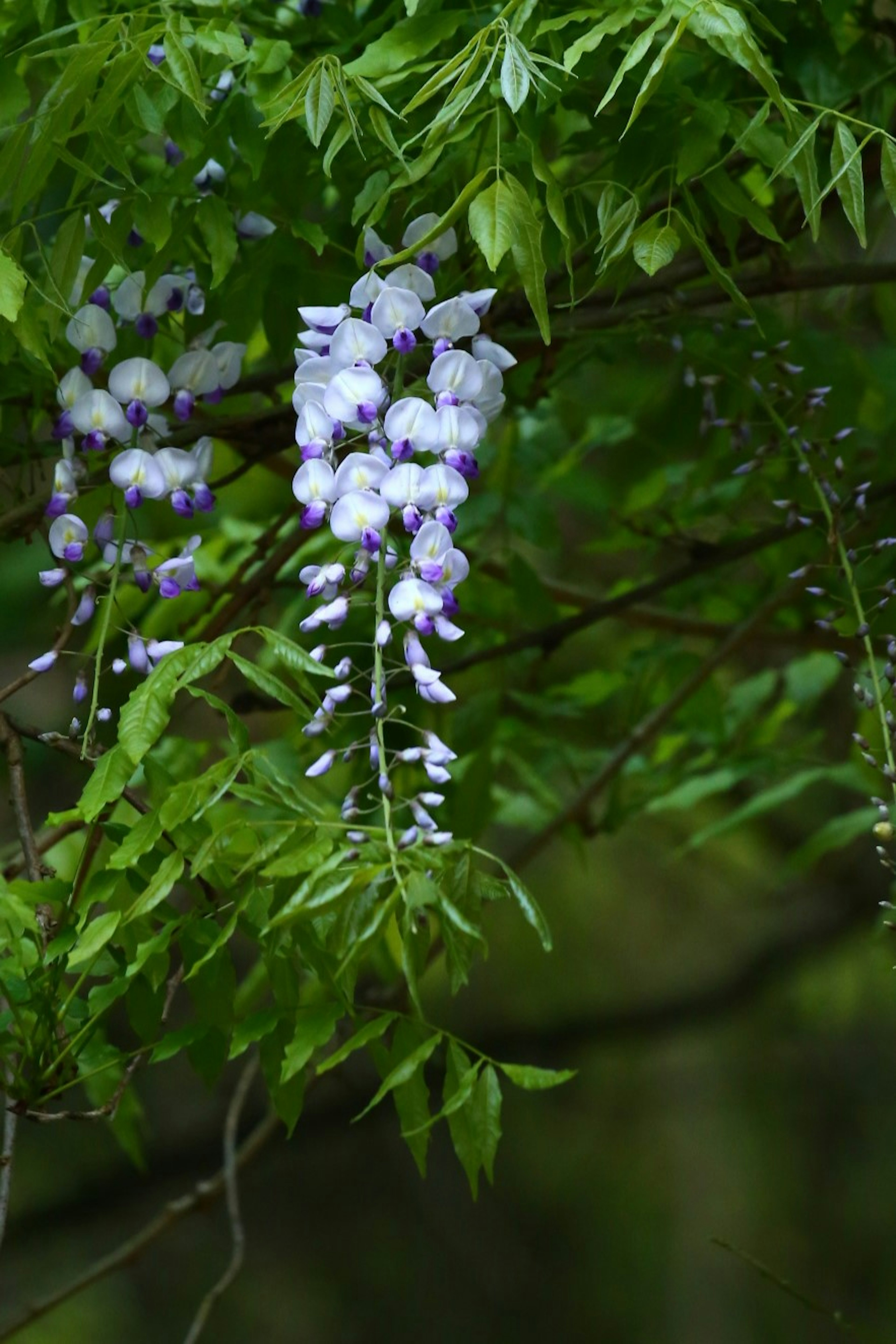 Flores de glicinia moradas colgando entre hojas verdes