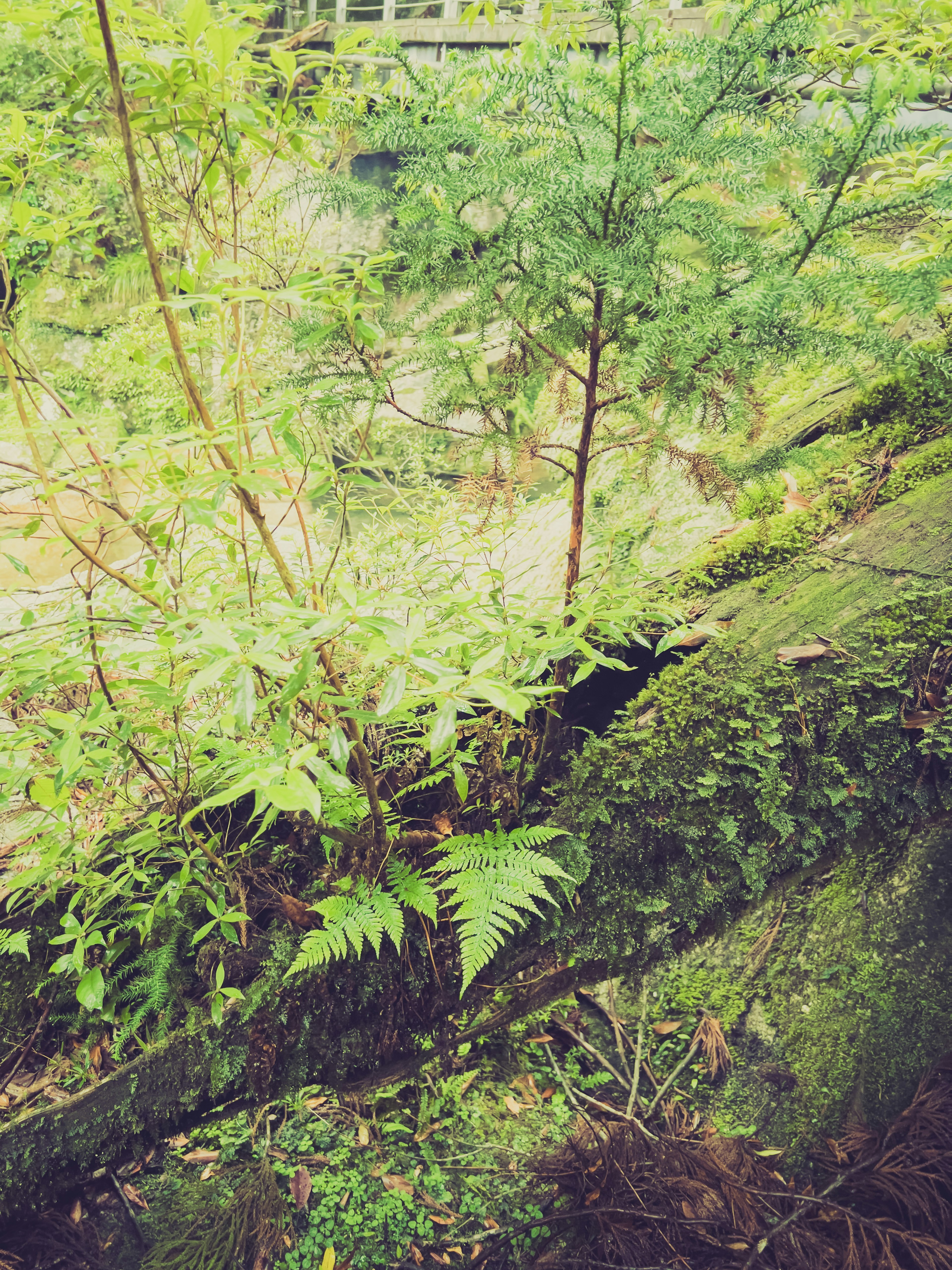 郁郁葱葱的绿色植物，蕨类植物和幼苗在自然环境中