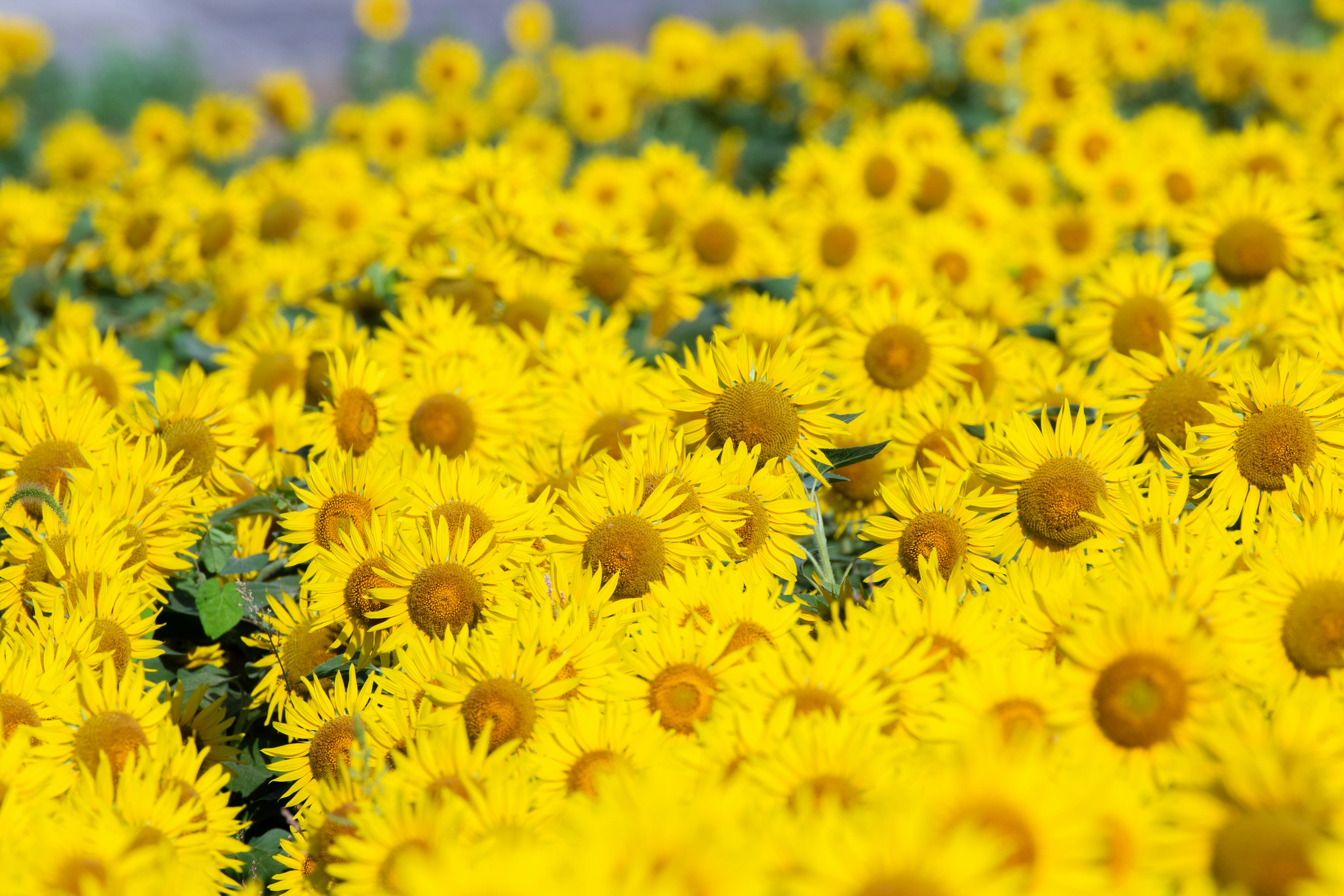 Ein lebhaftes Feld blühender gelber Blumen