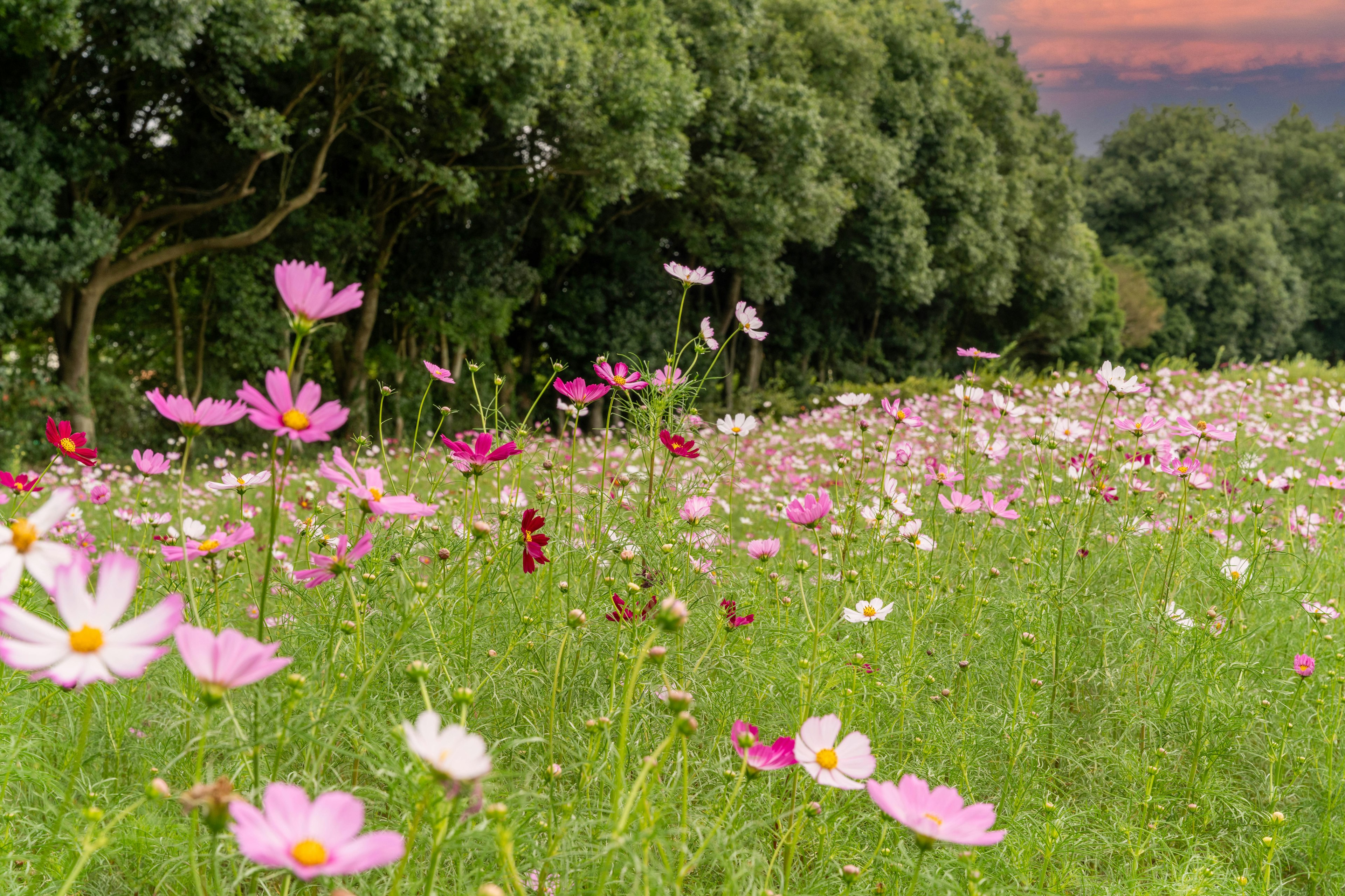 Schöne Landschaft eines Blumenfeldes mit bunten Kosmosblumen