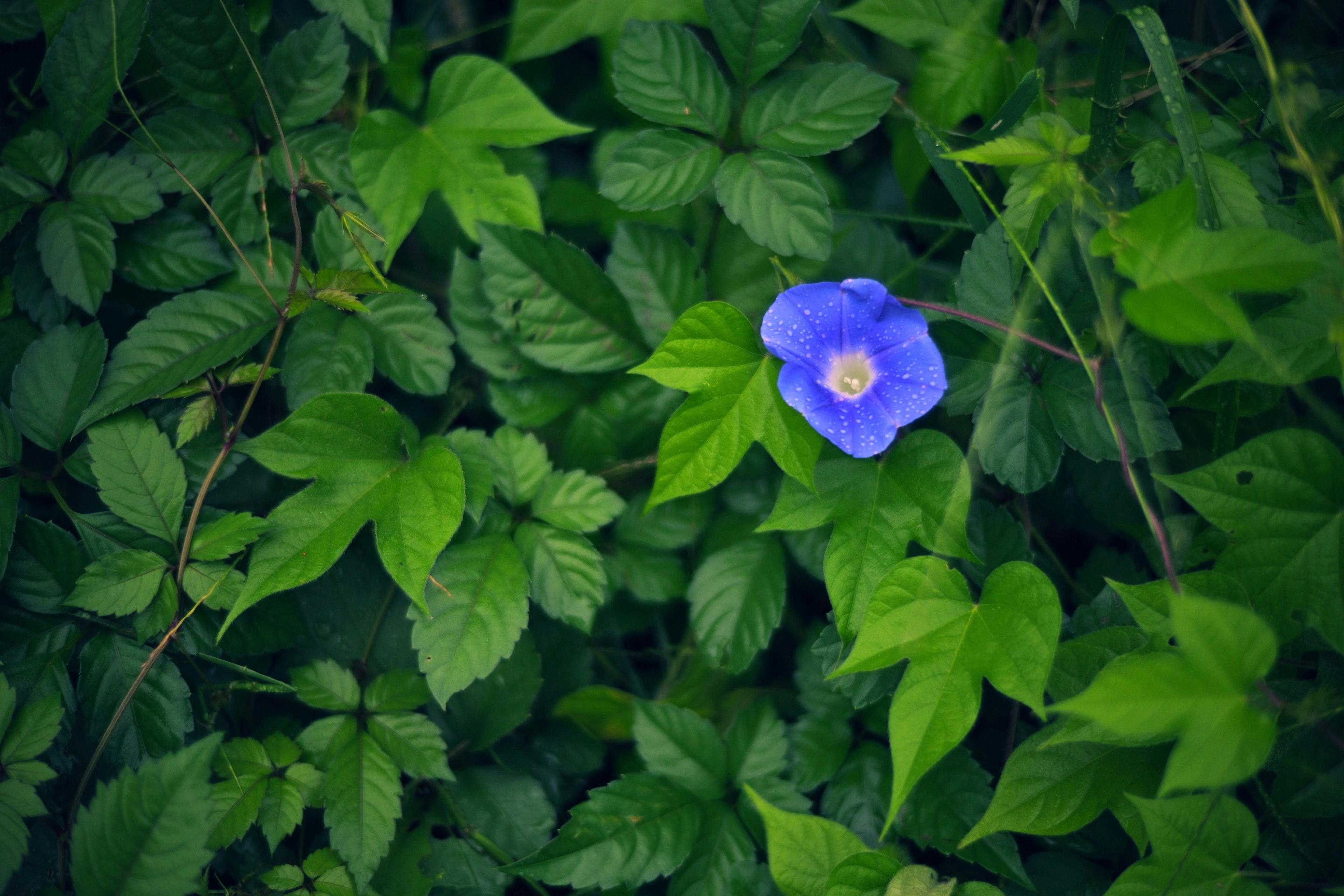 緑の葉の中に咲く青い花の写真