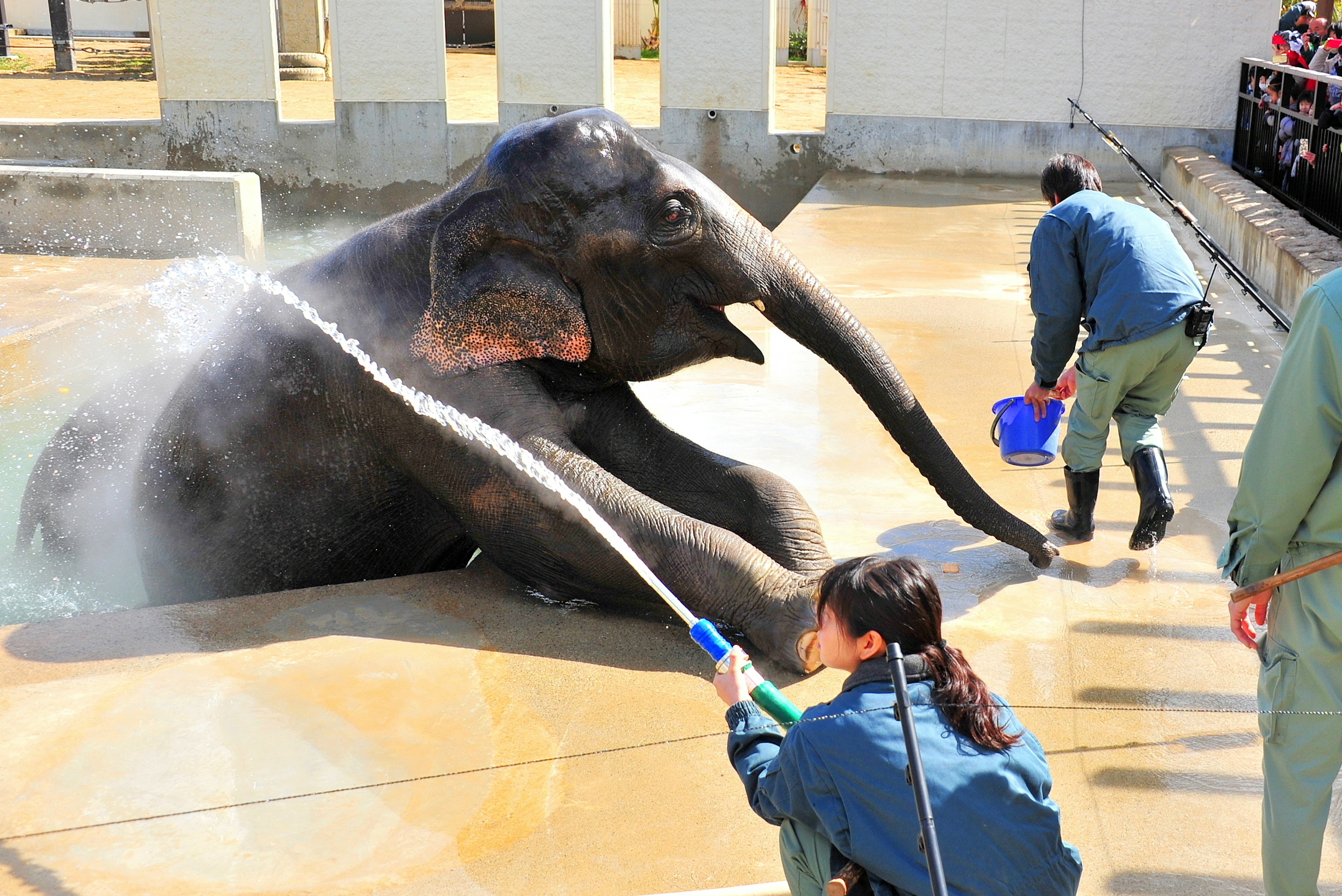 Un elefante siendo bañado en un zoológico por dos cuidadores