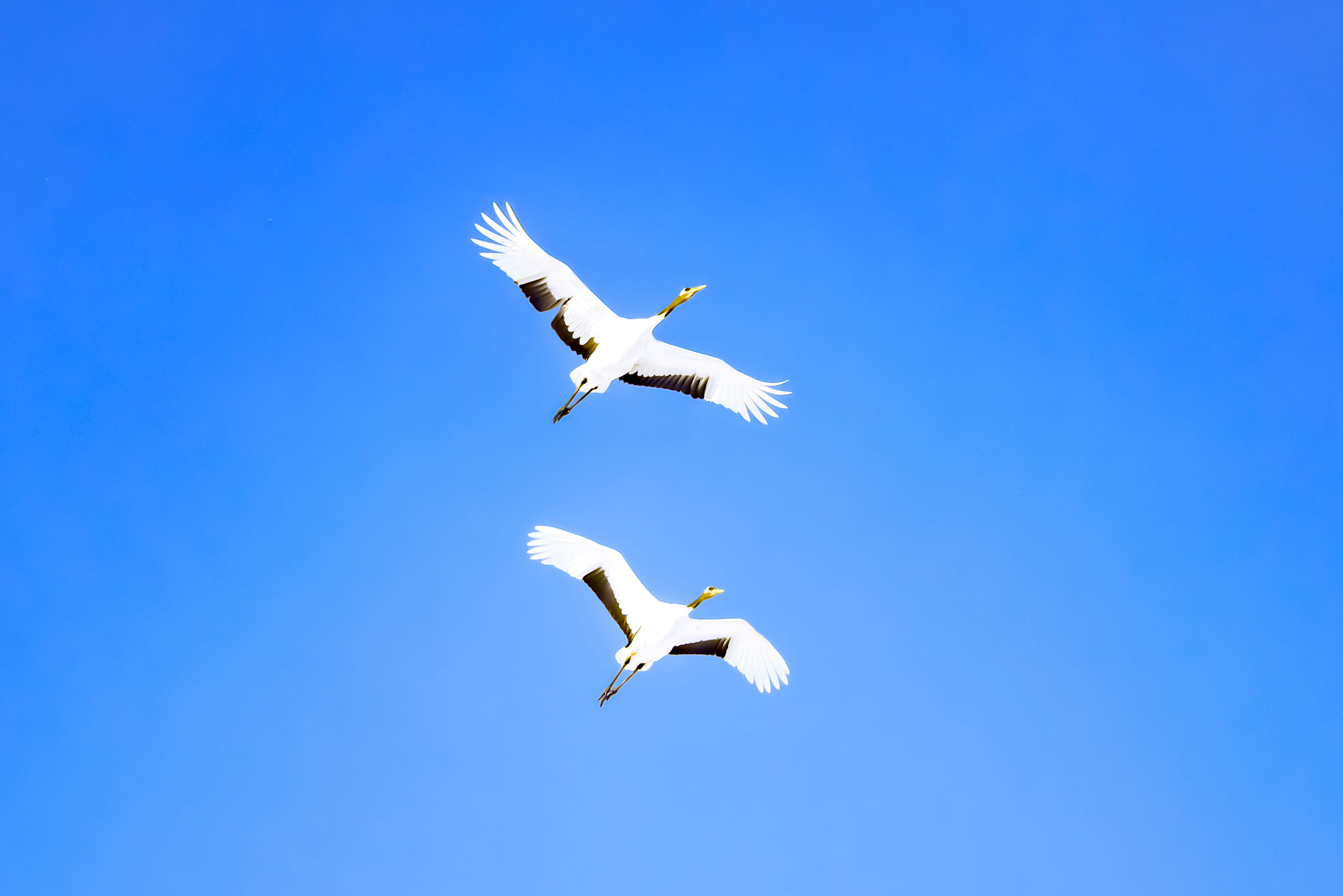 Dos grúas blancas volando en un cielo azul claro