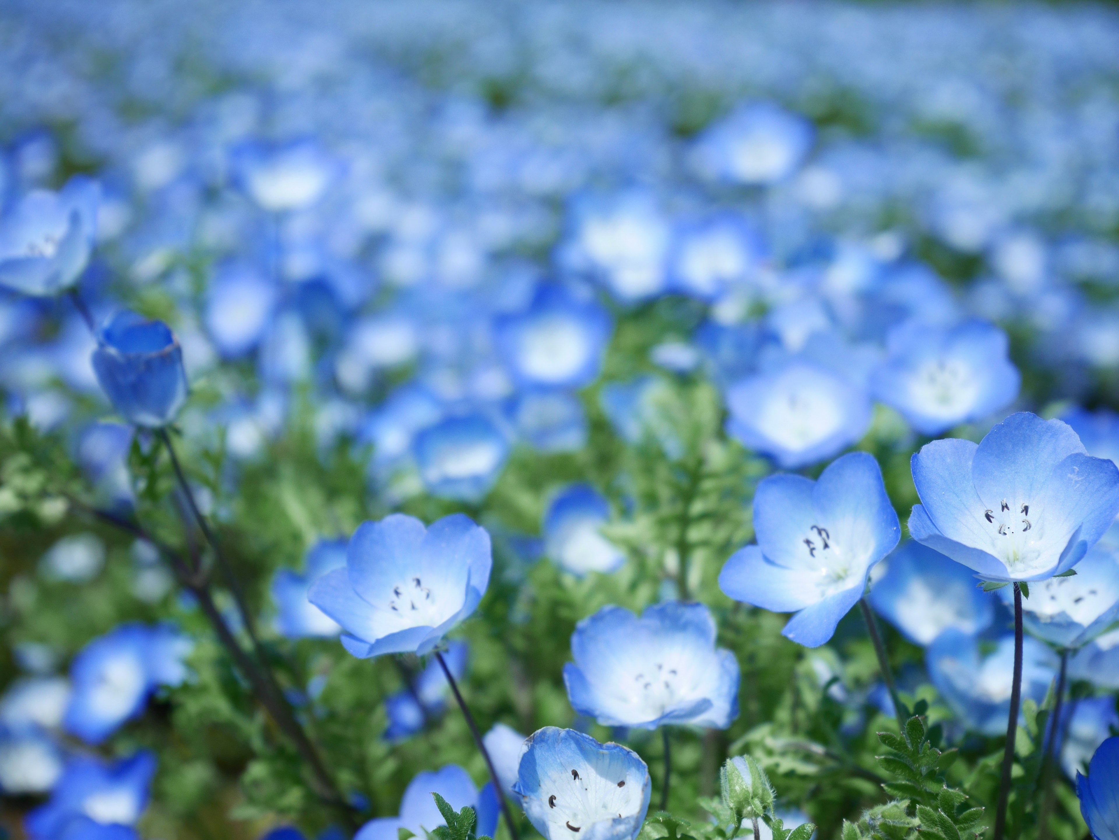 Un paysage magnifique rempli de fleurs bleues