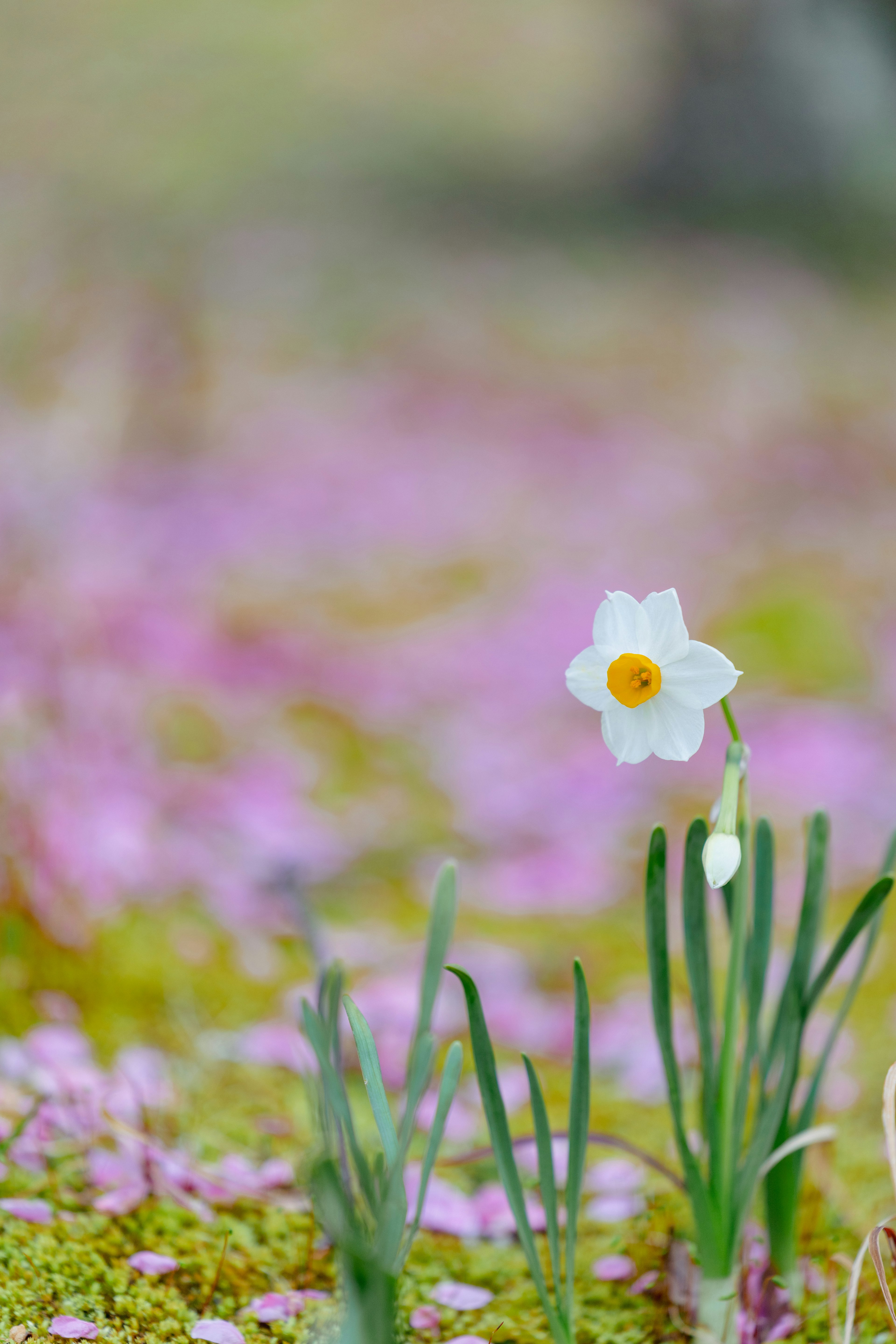 A white flower with a yellow center amidst a field of pink blossoms