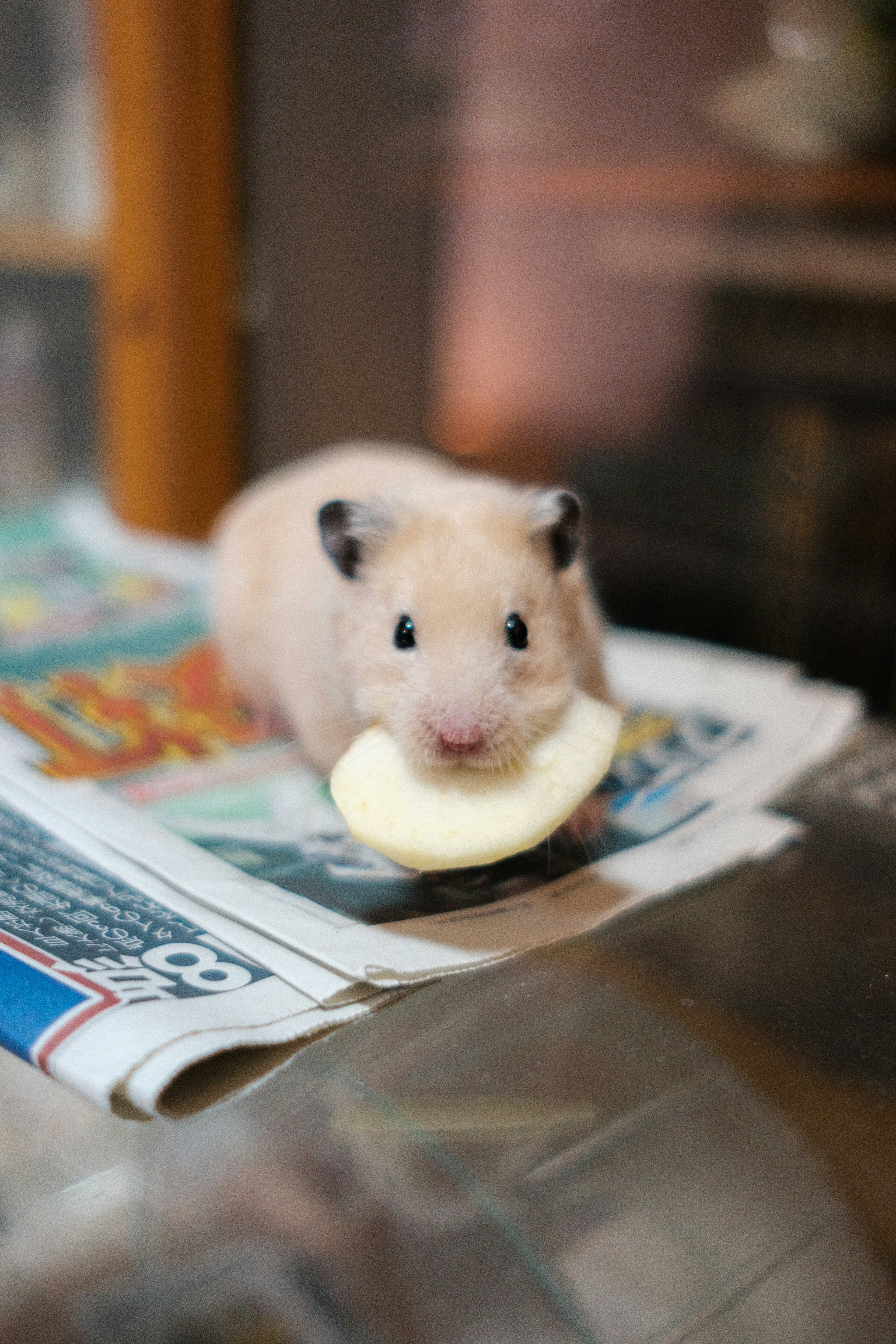 Ein kleiner Hamster, der auf einer Zeitung einen Apfelstück isst