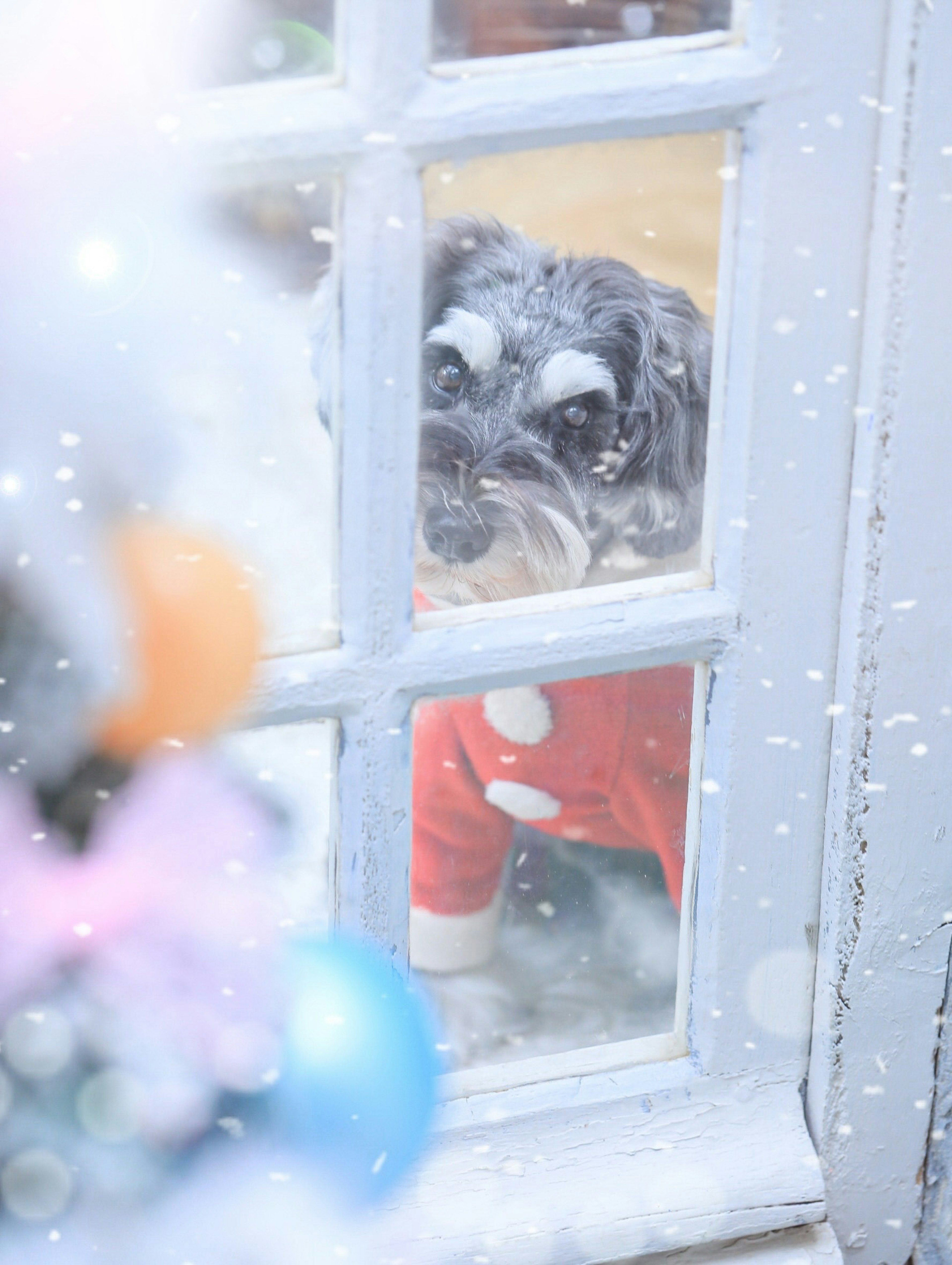 Dog in a red sweater looking through a snowy window