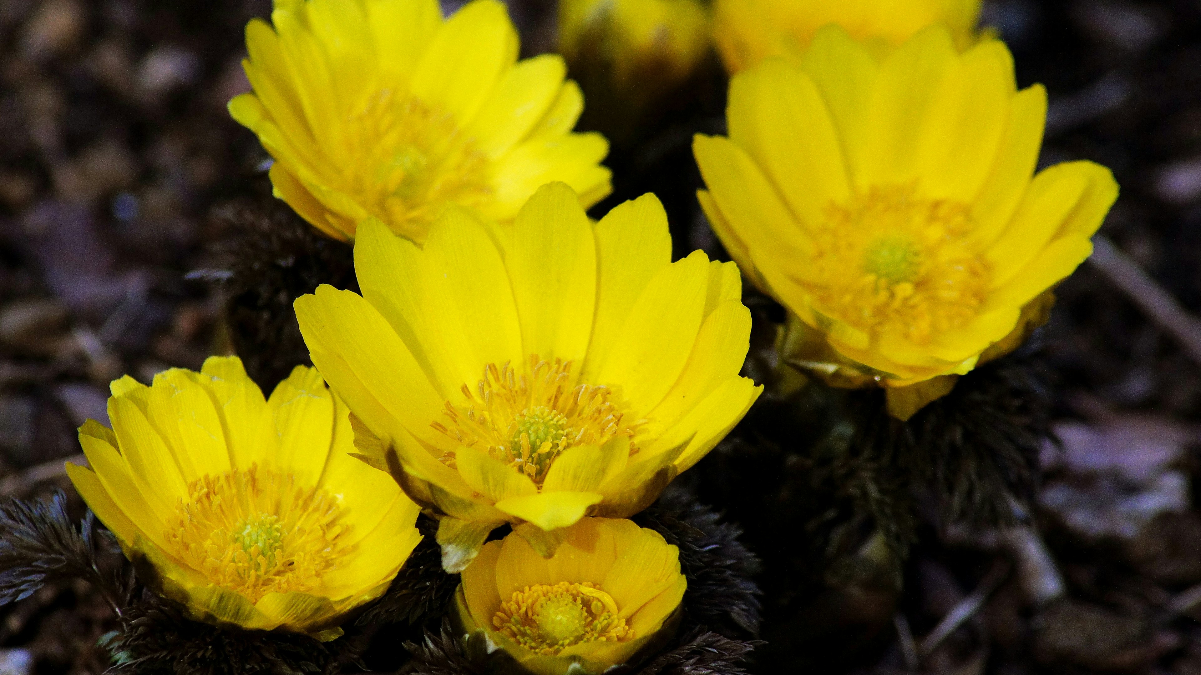 Fiori gialli vivaci che sbocciano in un paesaggio primaverile