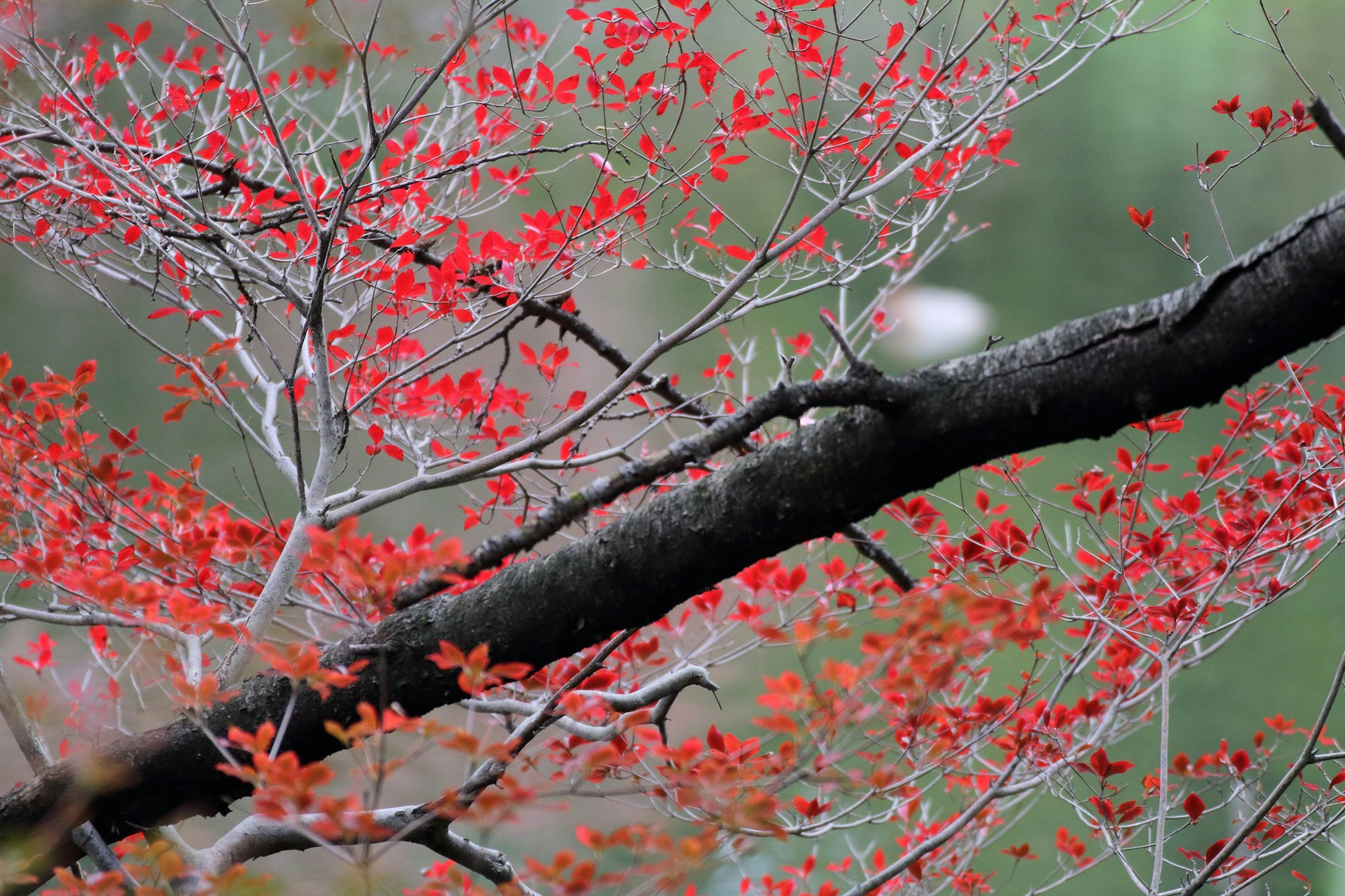 Una hermosa escena con ramas adornadas con hojas rojas contra un fondo verde