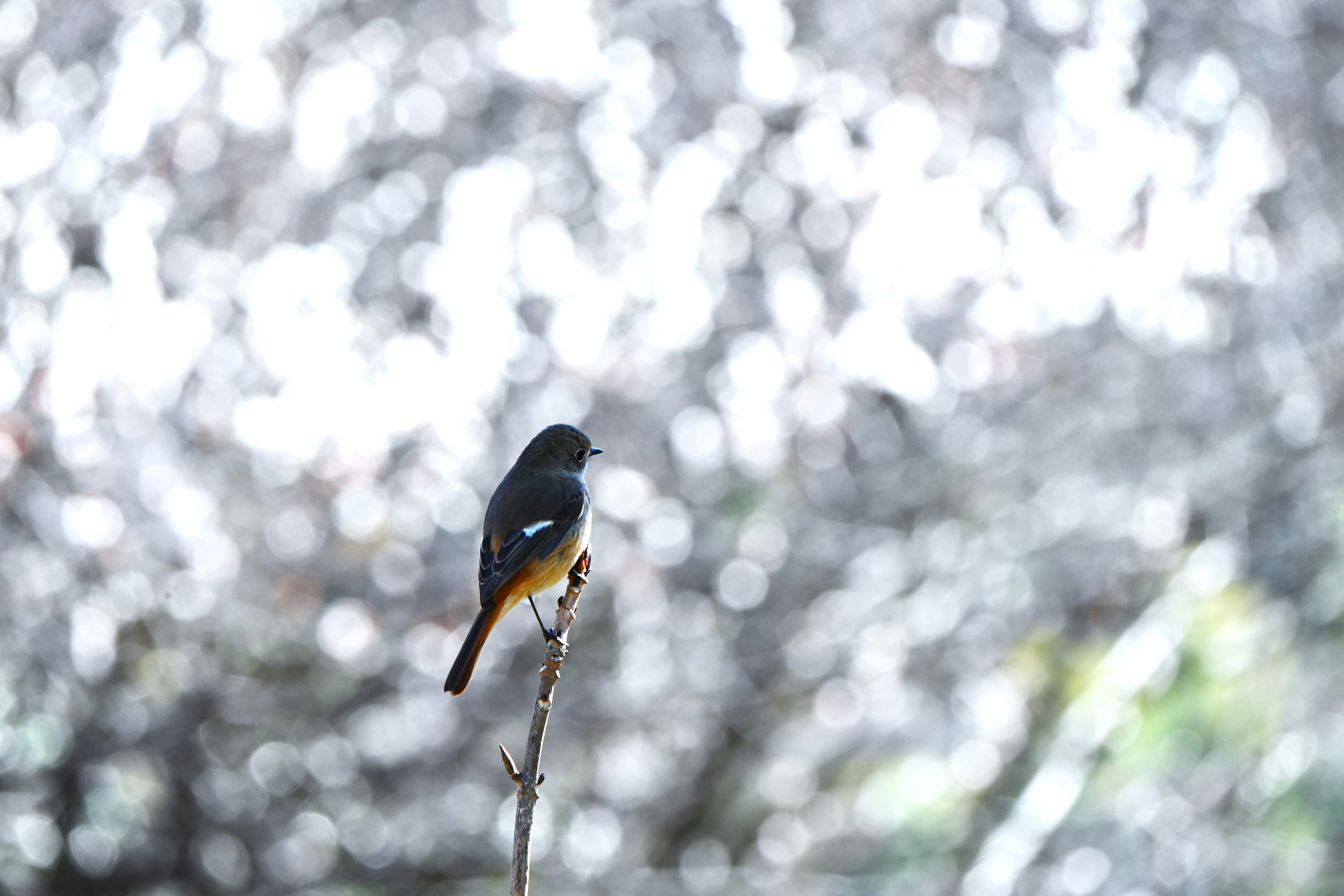 Ein blauer Vogel sitzt auf einem Ast mit einem verschwommenen Hintergrund von blühenden Bäumen