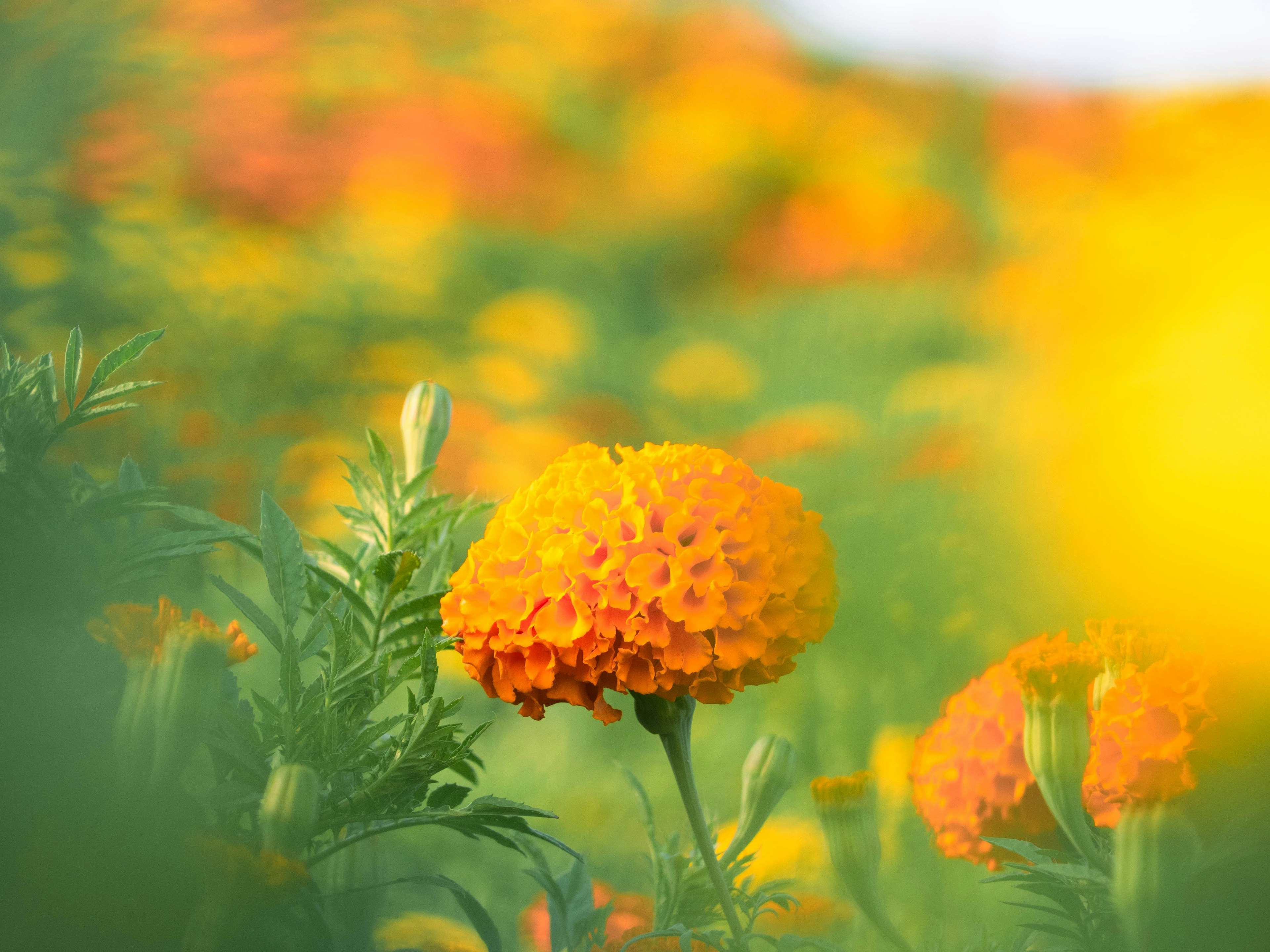 明るいオレンジ色のマリーゴールドの花が咲いている風景