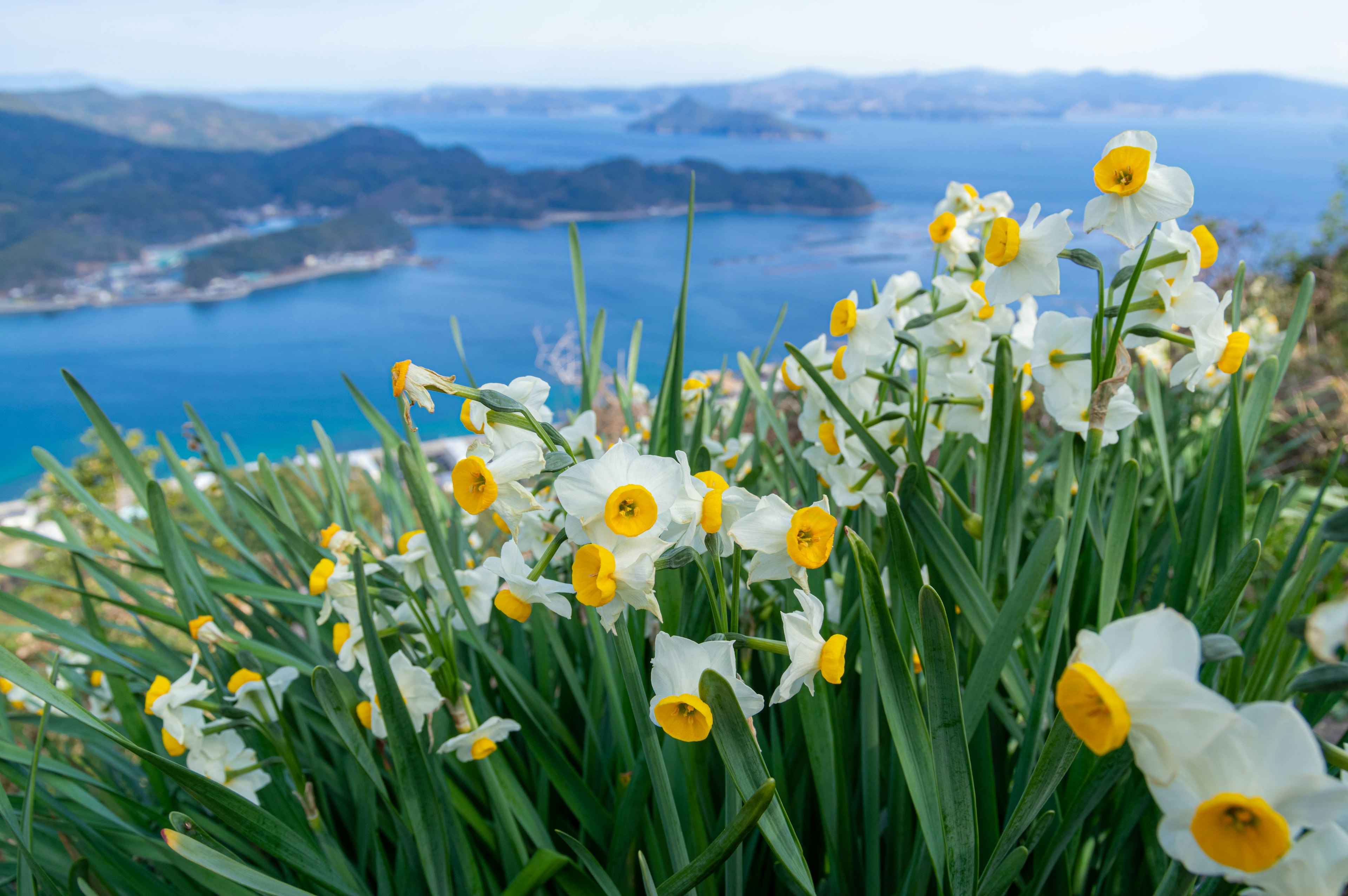 Weiße und gelbe Narzissen blühen mit Blick auf das Meer im Hintergrund