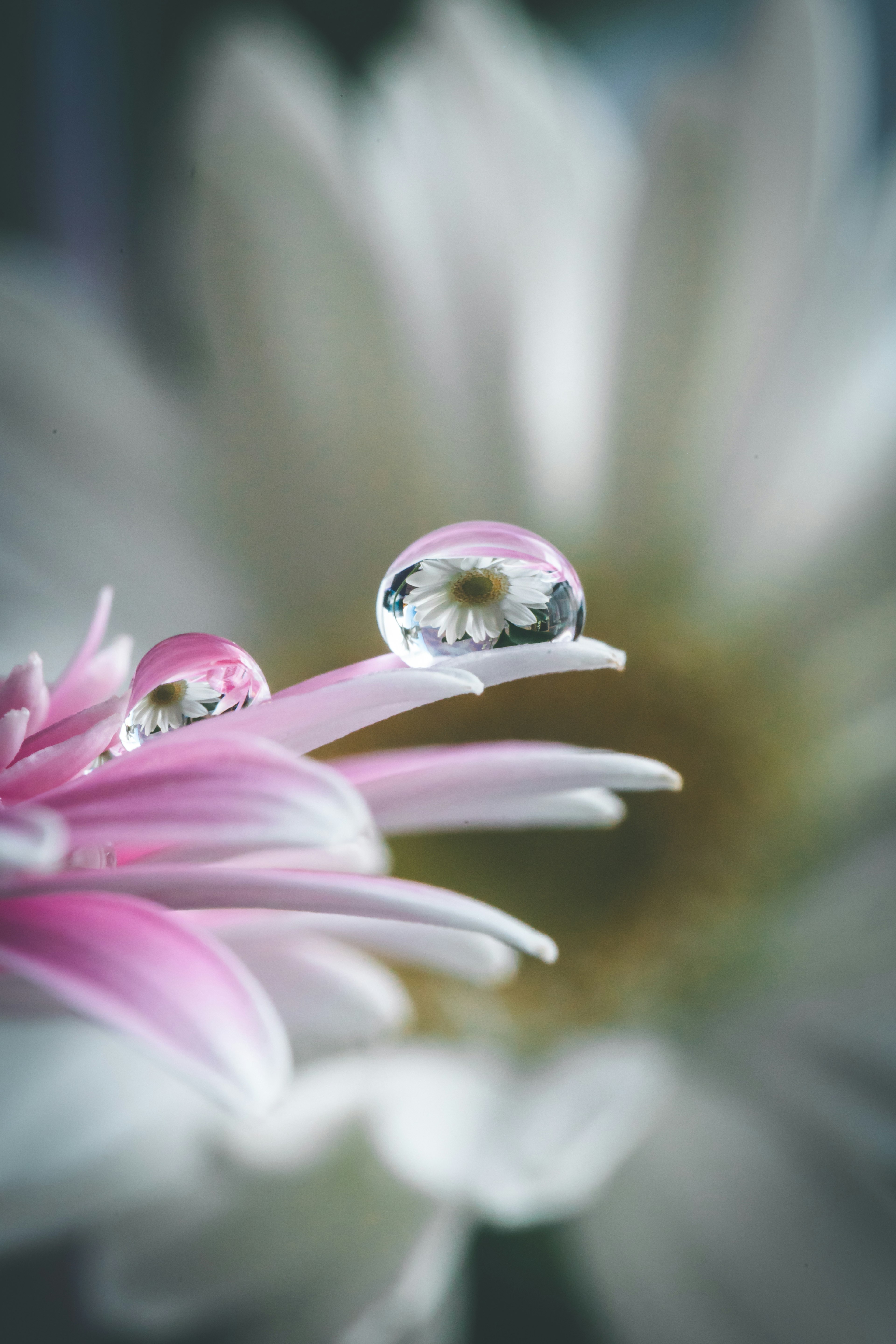 ピンクの花びらの上に水滴が置かれた白い花のクローズアップ