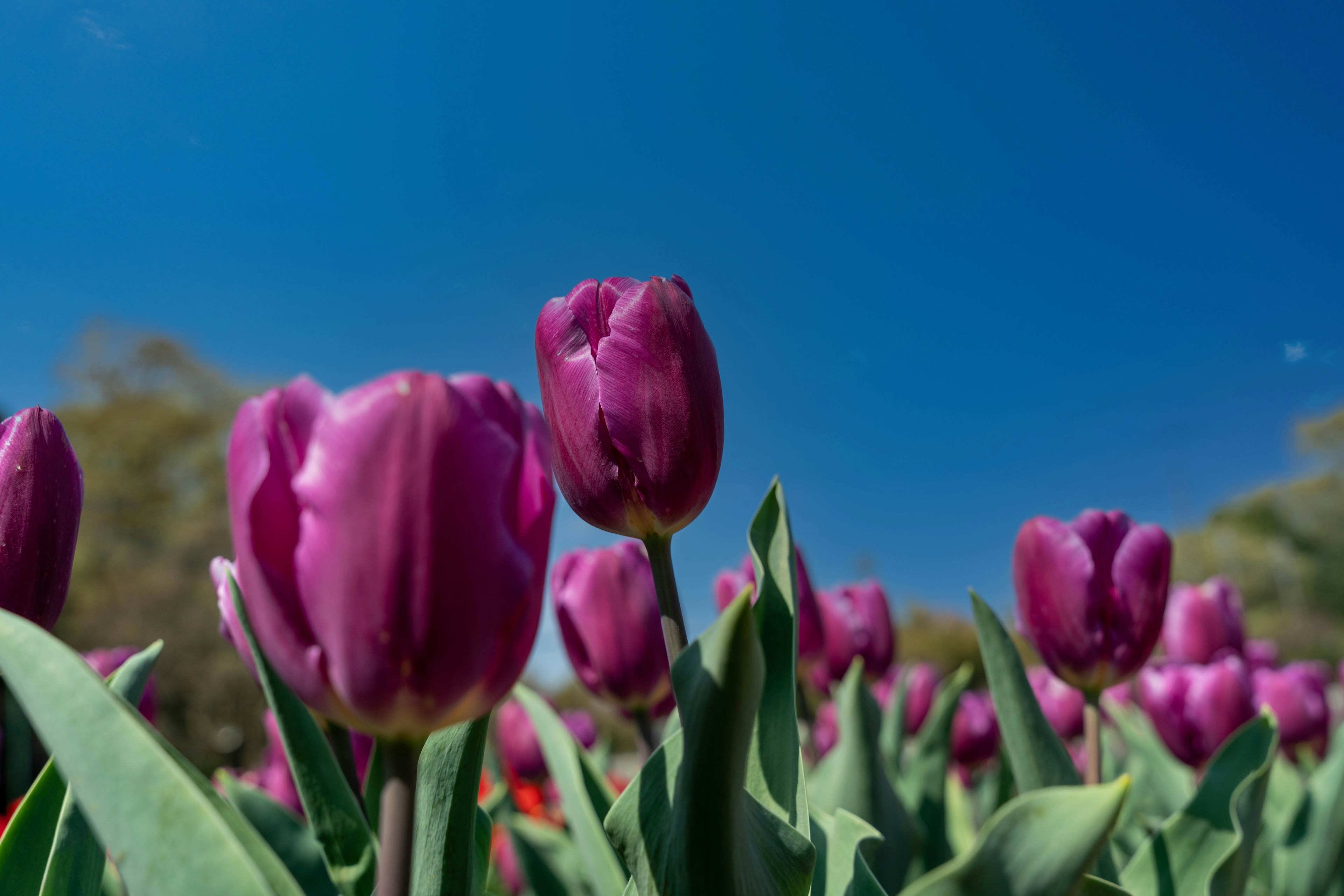 Un grupo de tulipanes morados floreciendo bajo un cielo azul claro