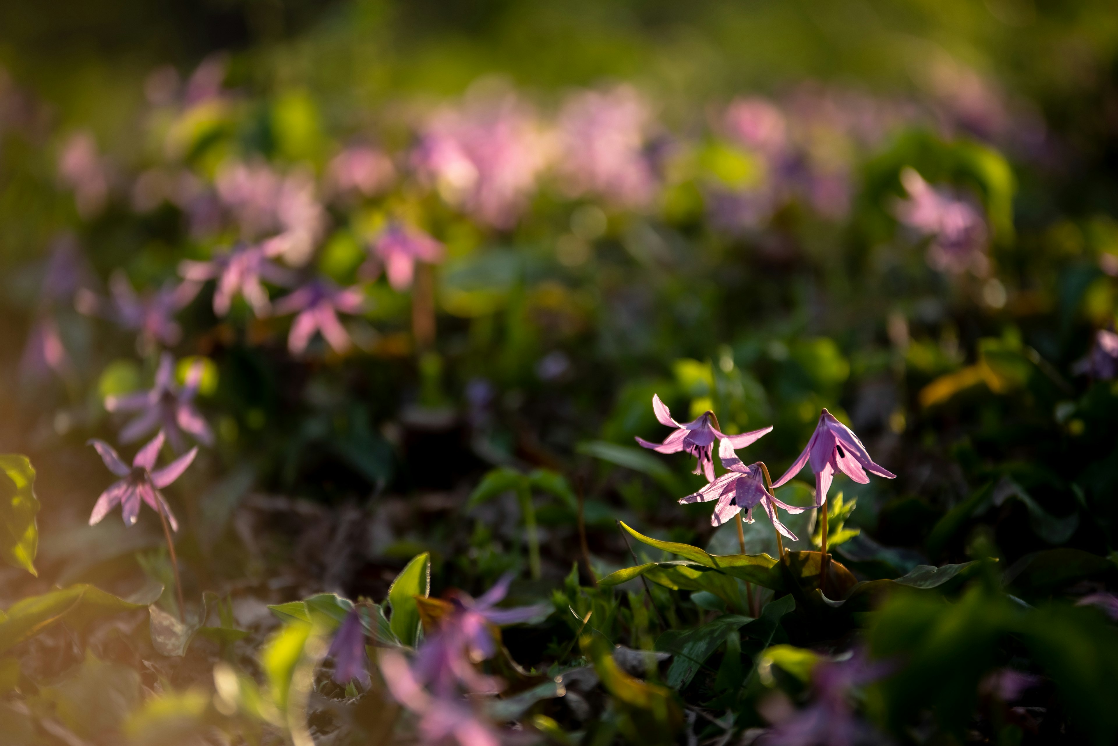 緑の草地に咲くピンクの花々が広がる風景