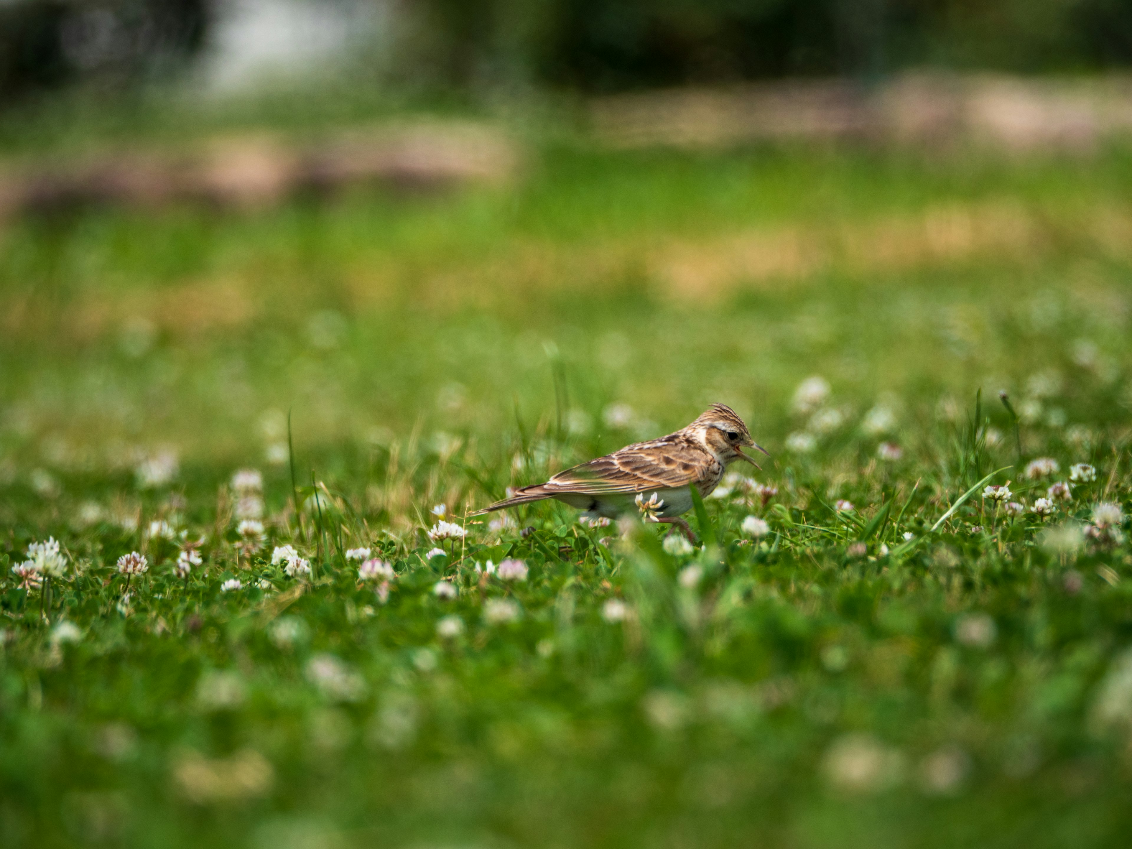 Un pequeño pájaro en césped verde rodeado de flores blancas