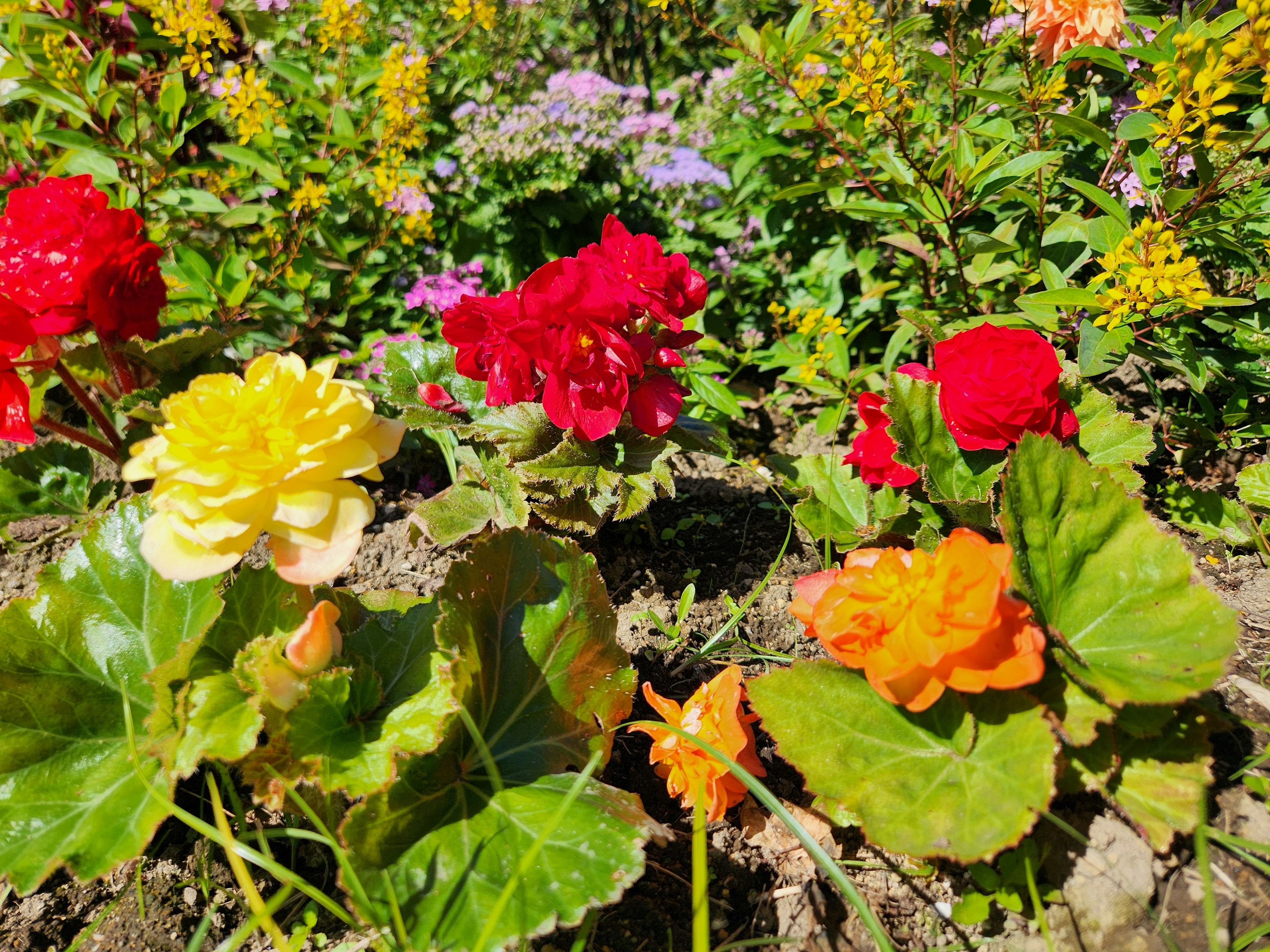 Lebendige Gartenansicht mit gelben roten und orangefarbenen Begonien umgeben von verschiedenen Blumen