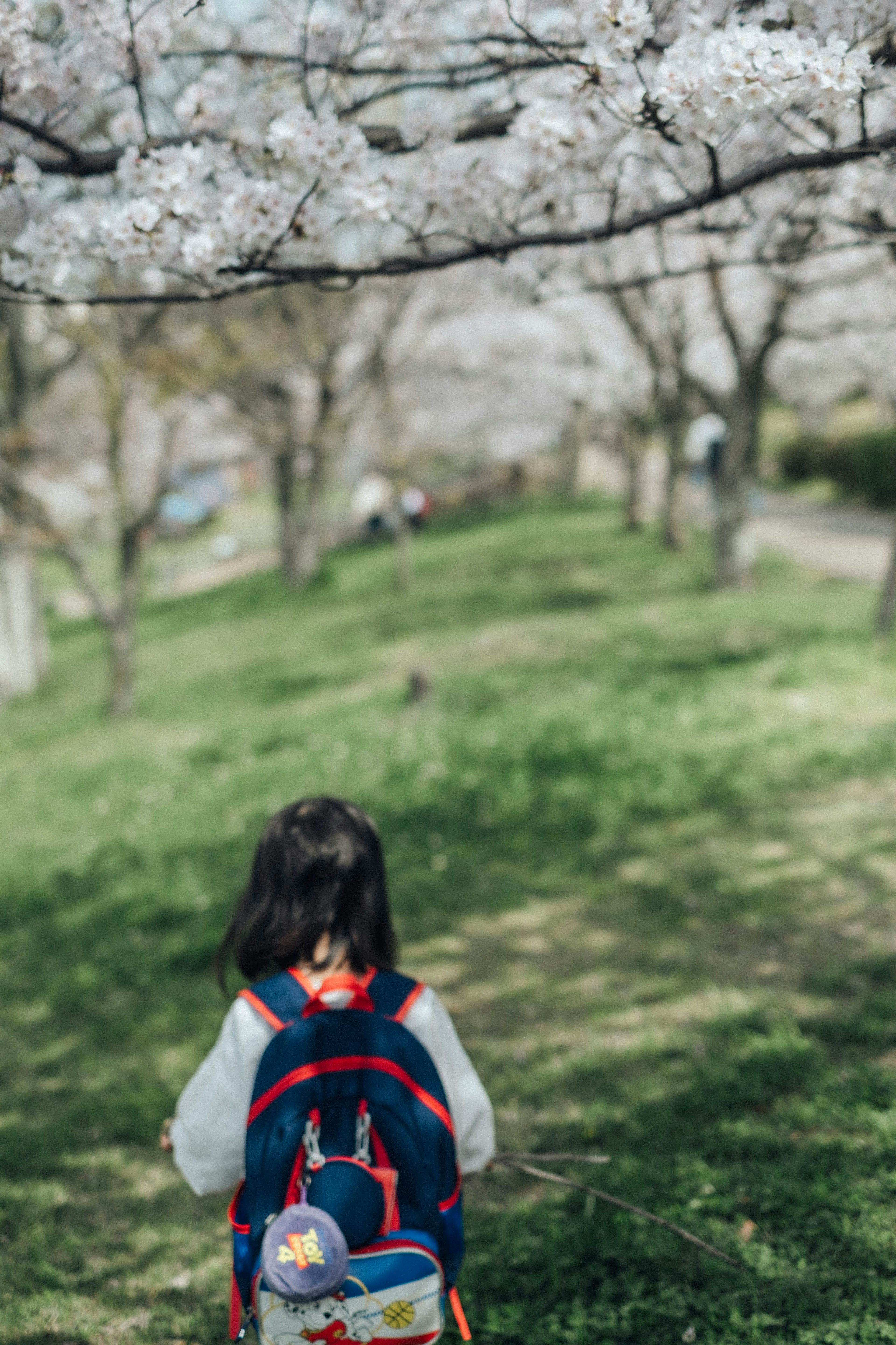 Niño caminando bajo cerezos en flor