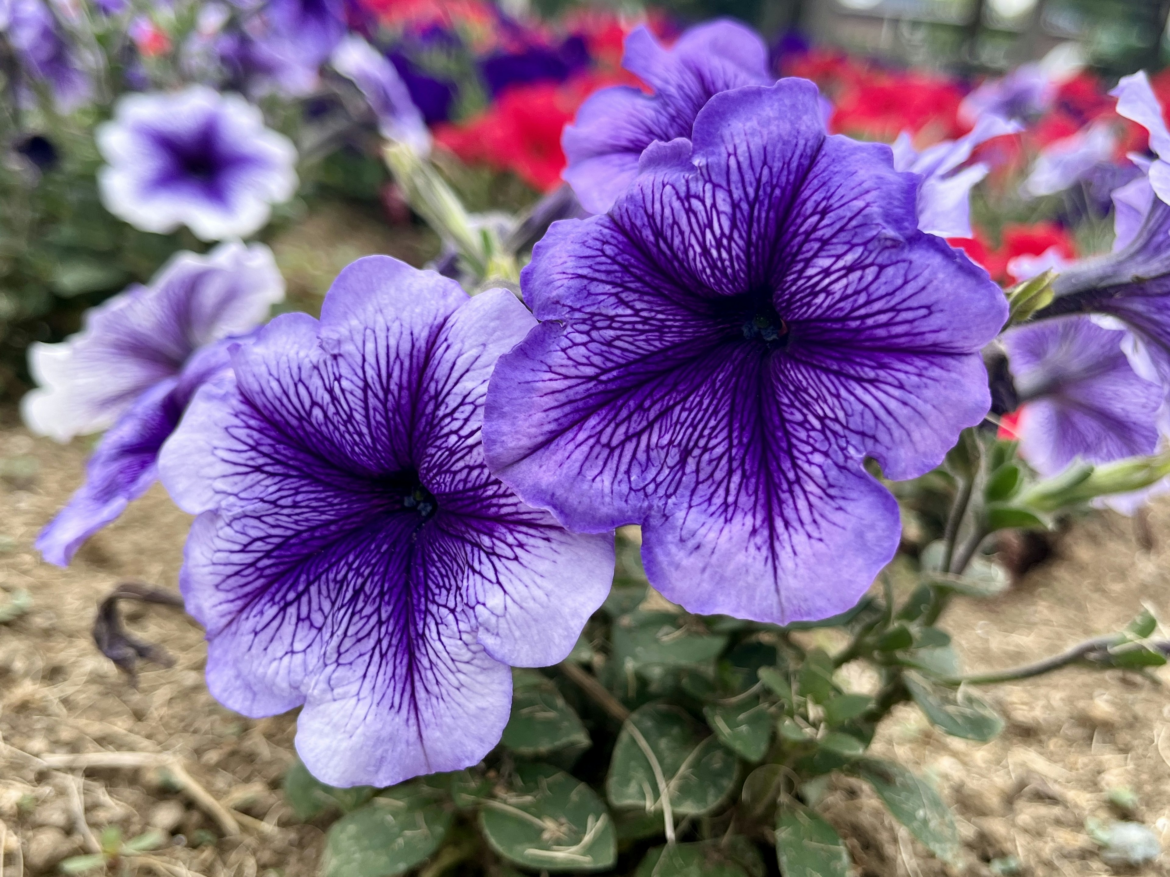 Flores de petunia moradas vibrantes en plena floración