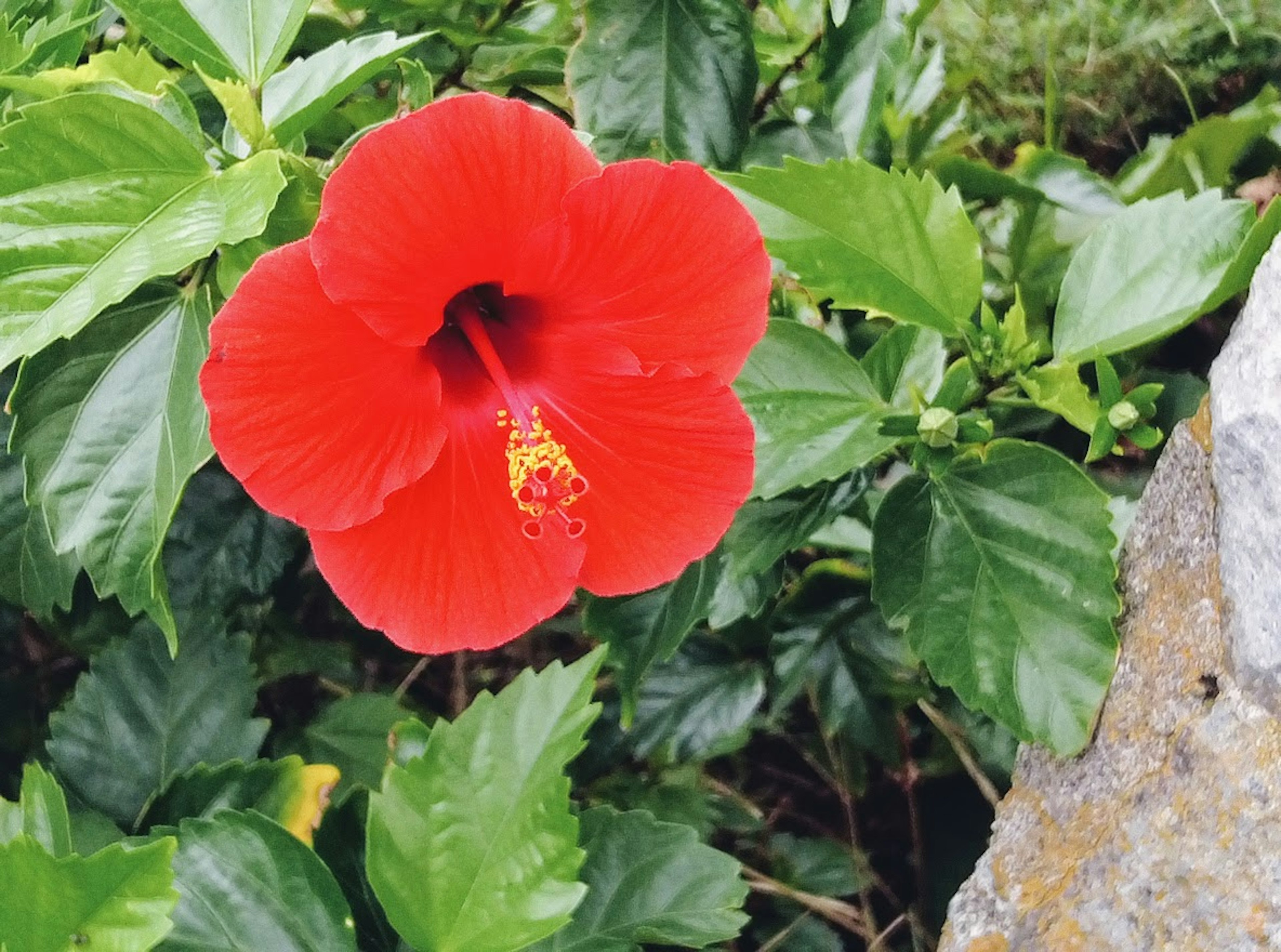 Flor de hibisco roja con hojas verdes