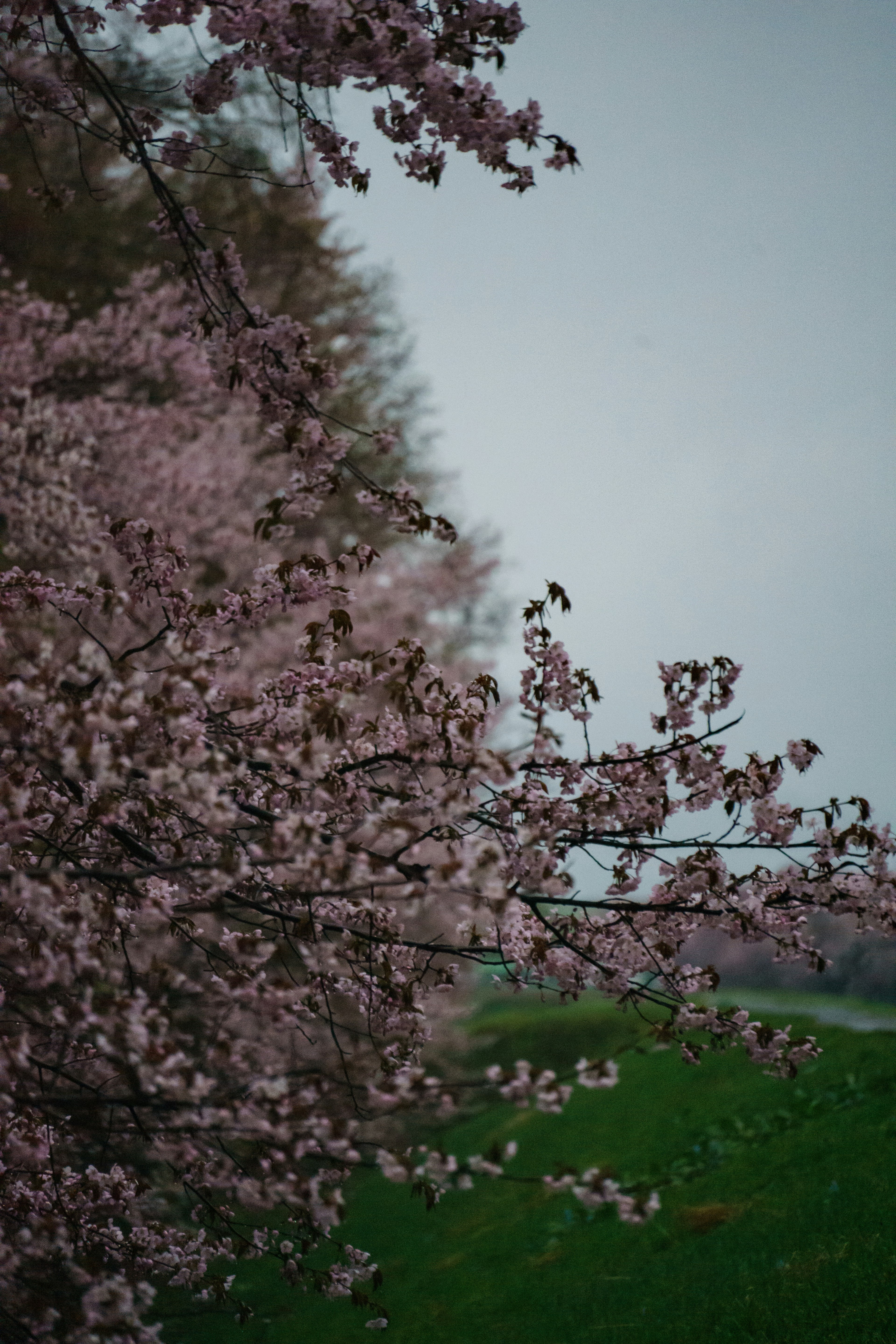 Ramas de cerezo en flor con flores rosas sobre un campo verde