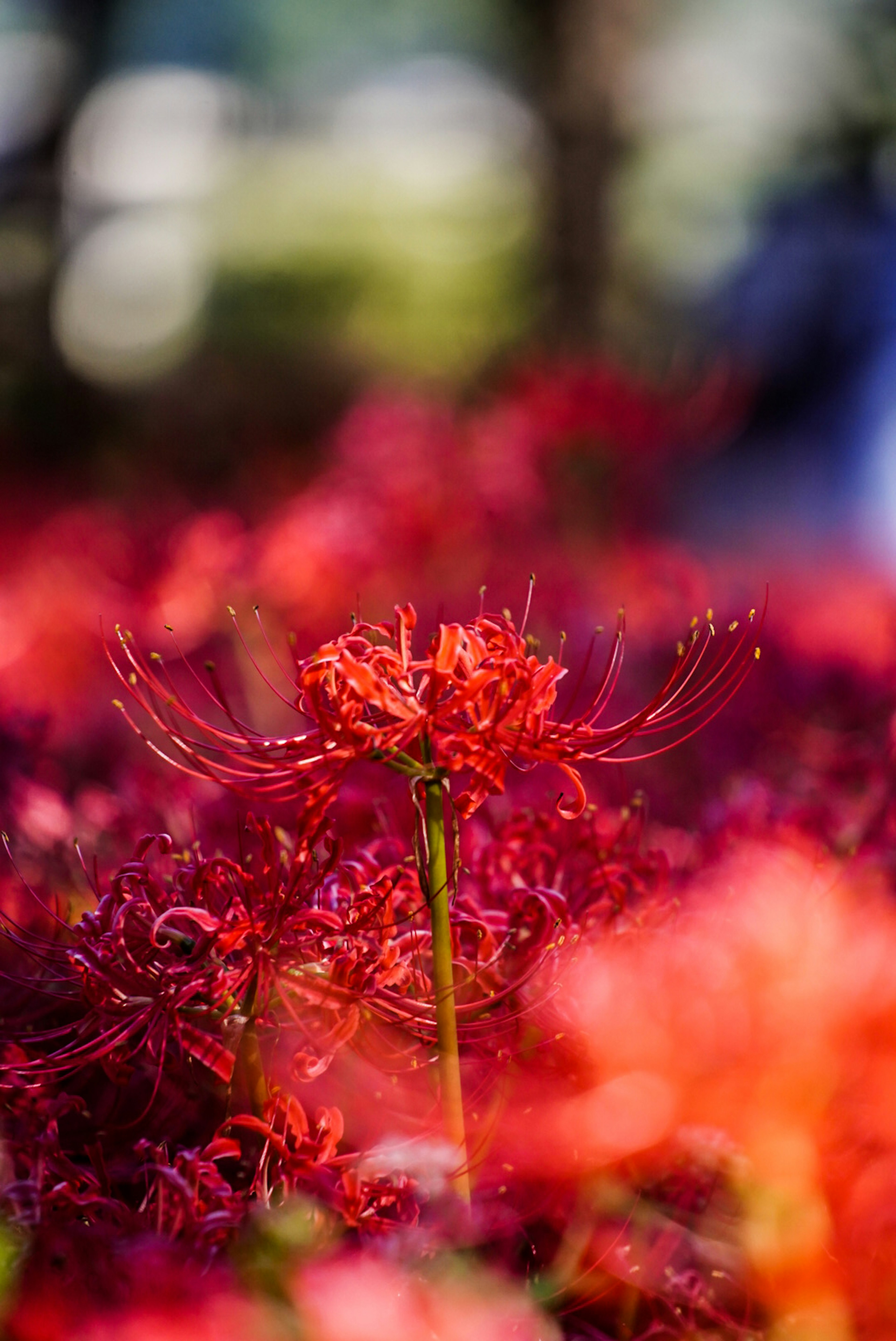 Vibrant red spider lilies in bloom with a sharp focus on a single flower amidst a blurred background