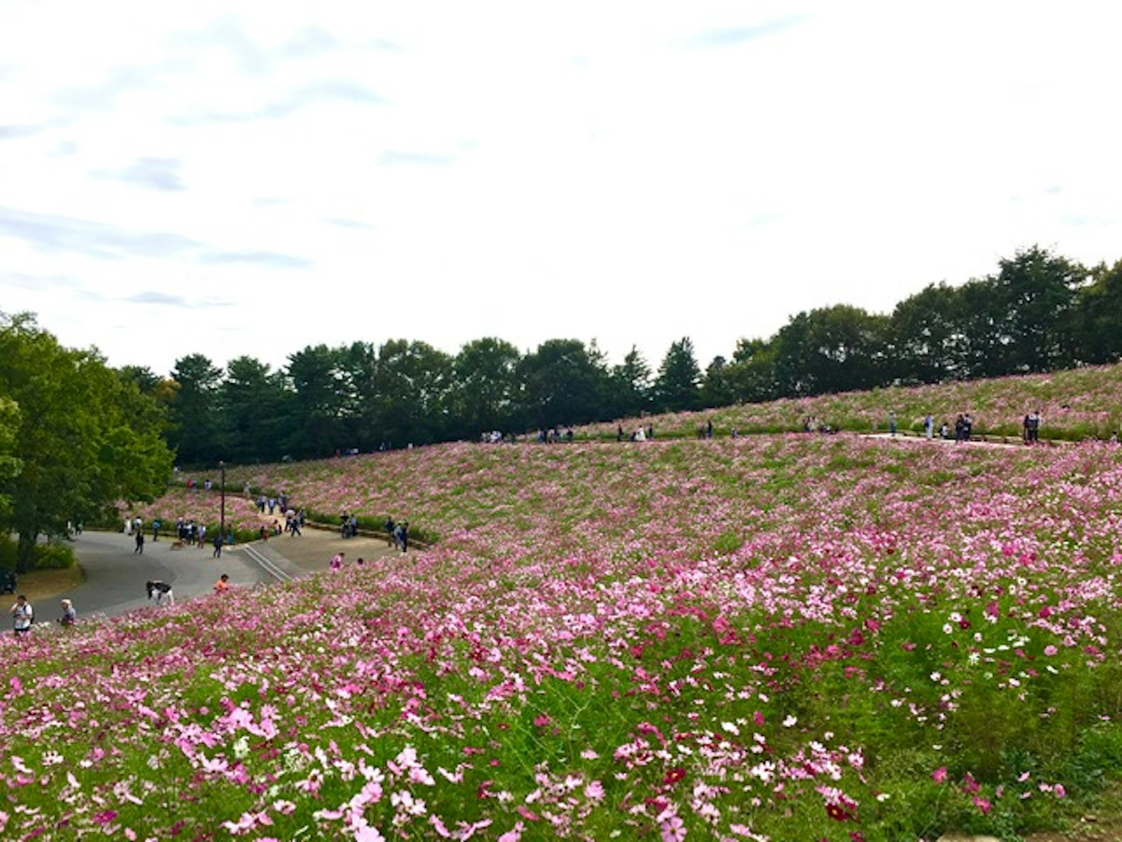 Expansive cosmos flower field with visitors