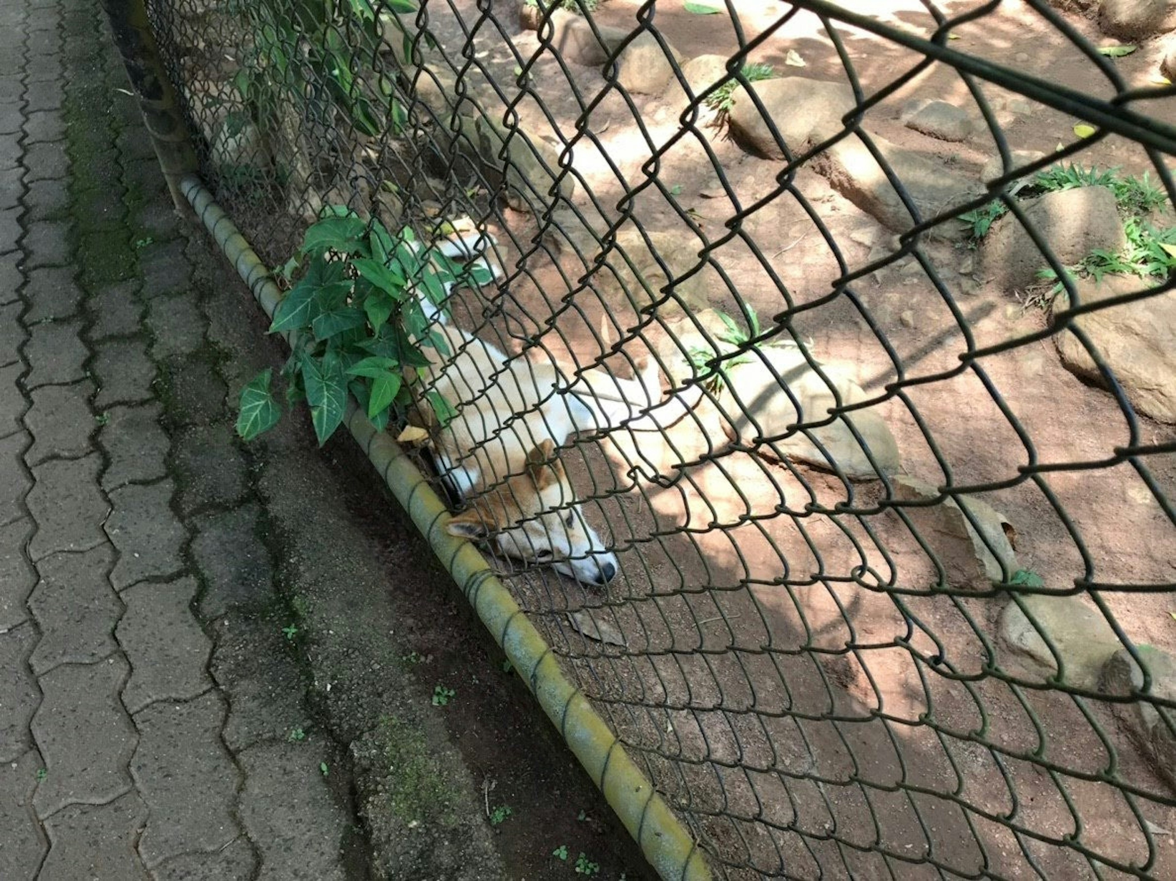 Un animal blanc allongé près d'une clôture