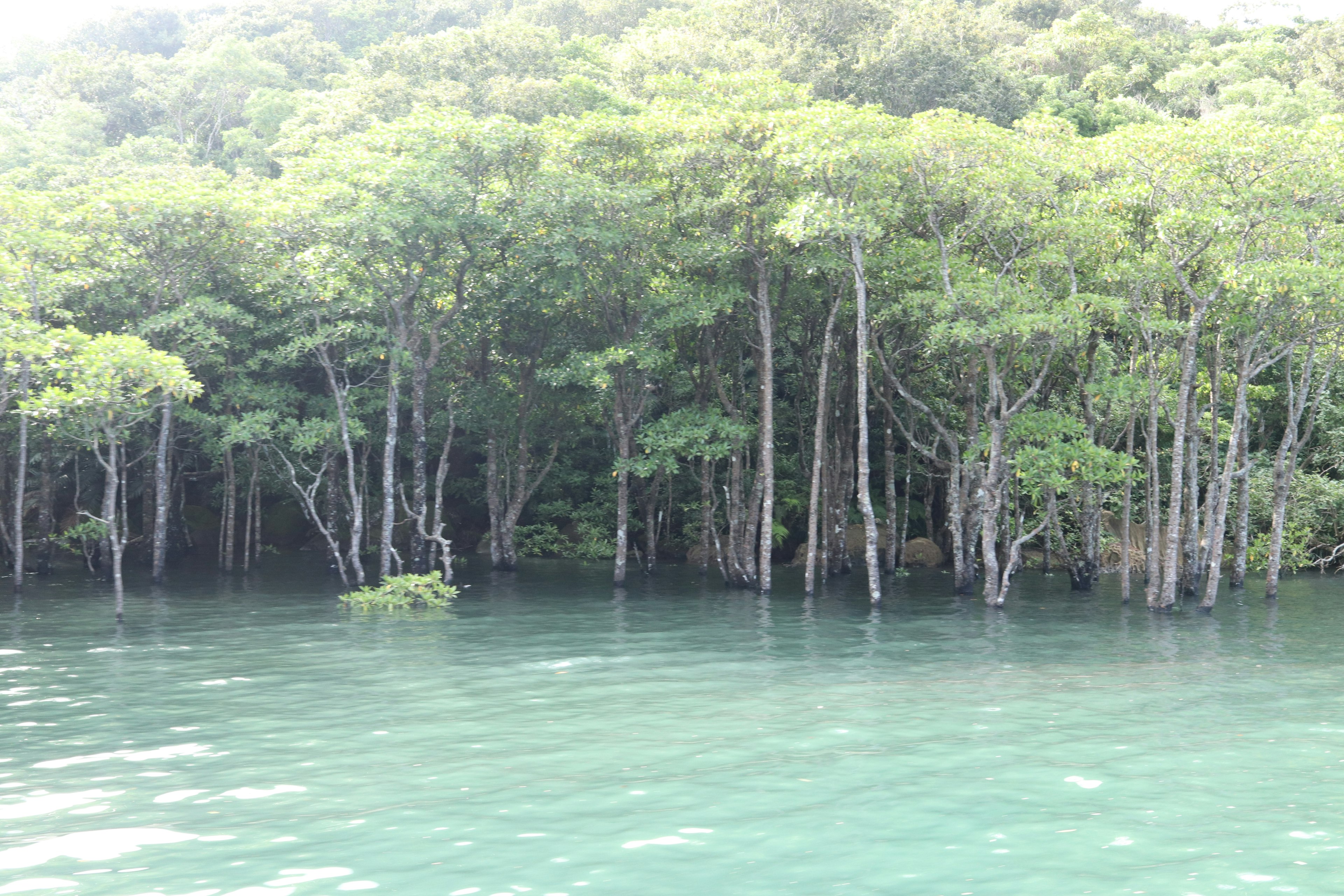 Alberi verdi lussureggianti riflessi nelle acque calme di una zona umida