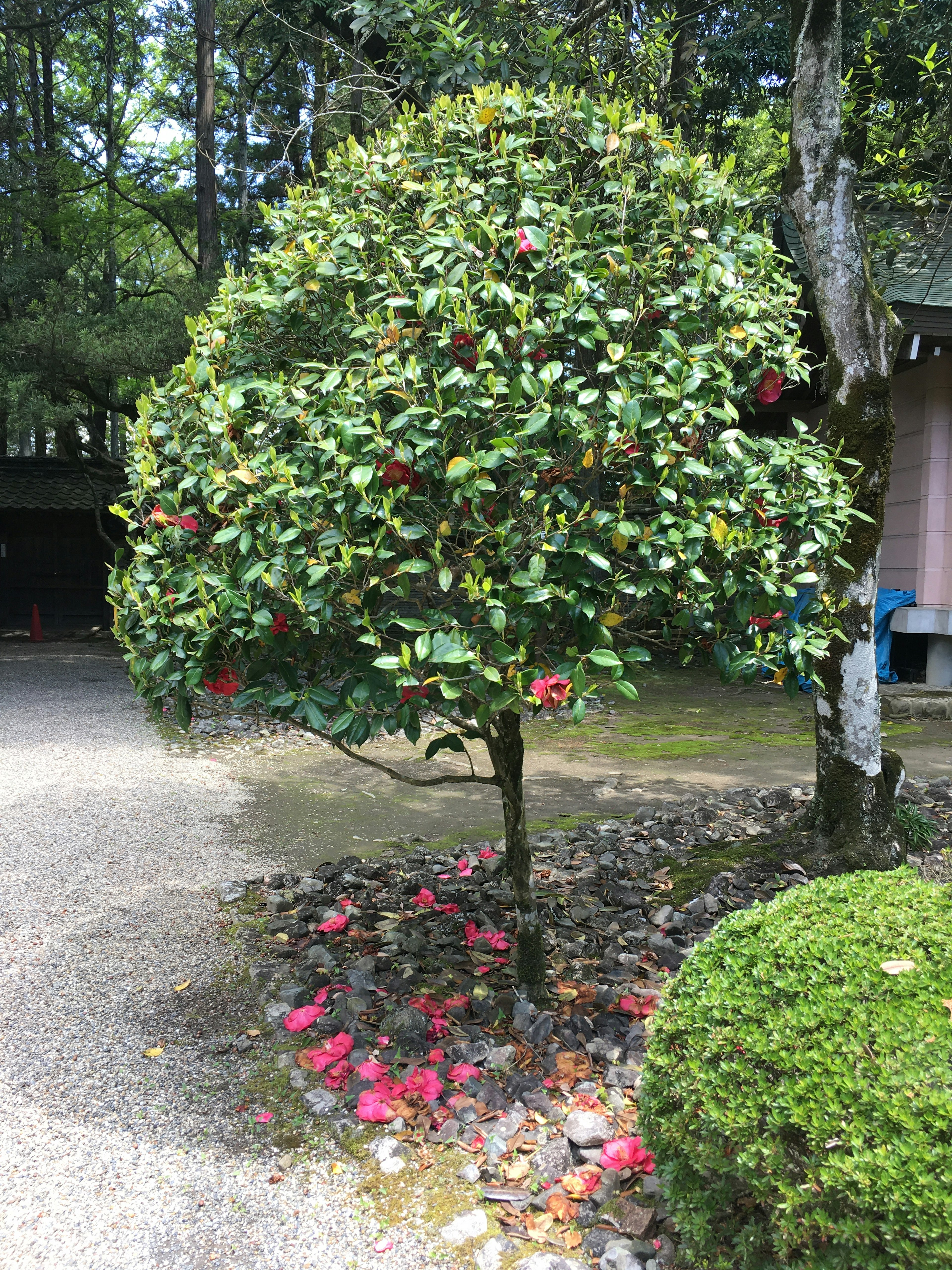 Runder grüner Baum in einem Garten mit verstreuten rosa Blütenblättern