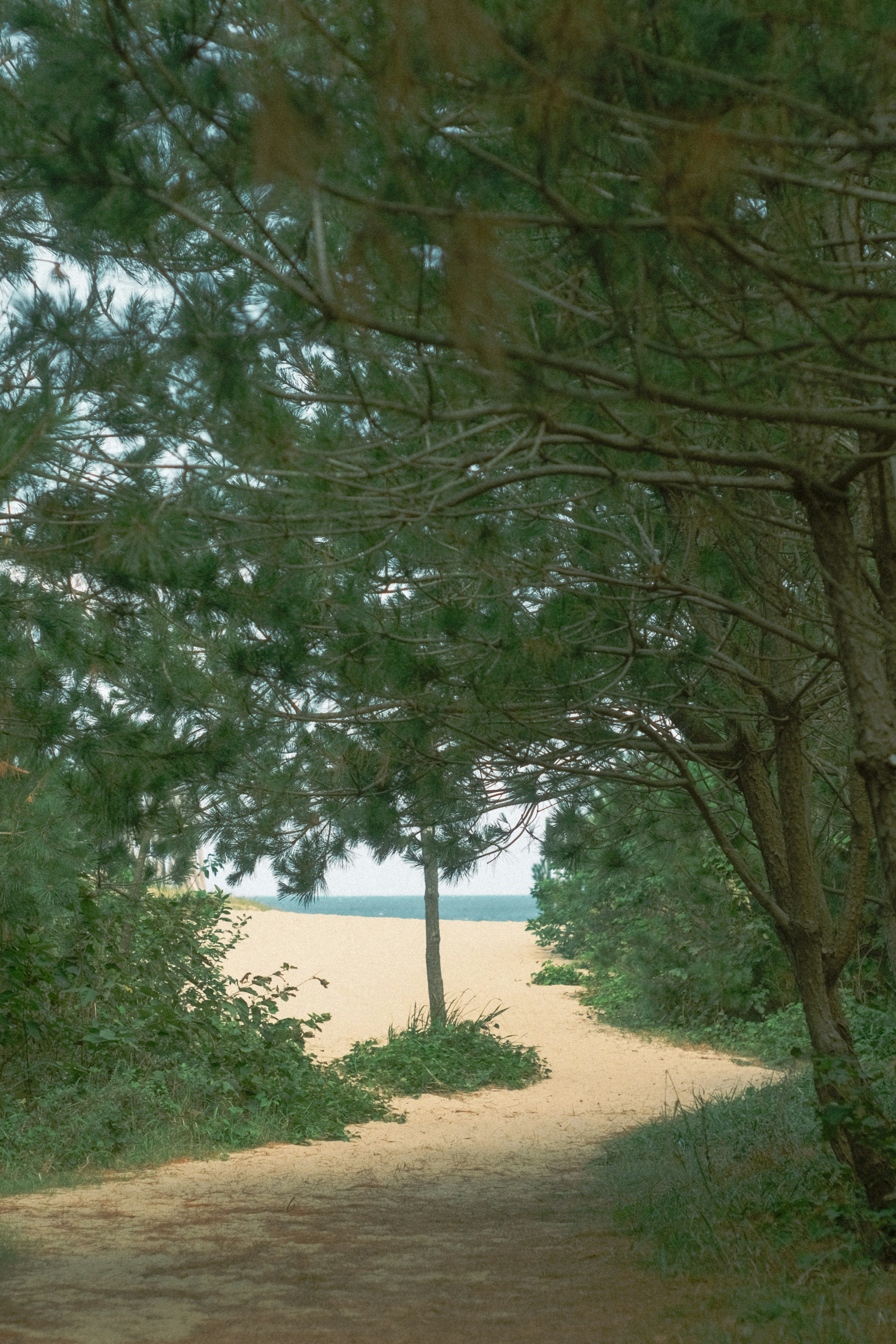 Weg, der zu einem Sandstrand führt, umgeben von Bäumen