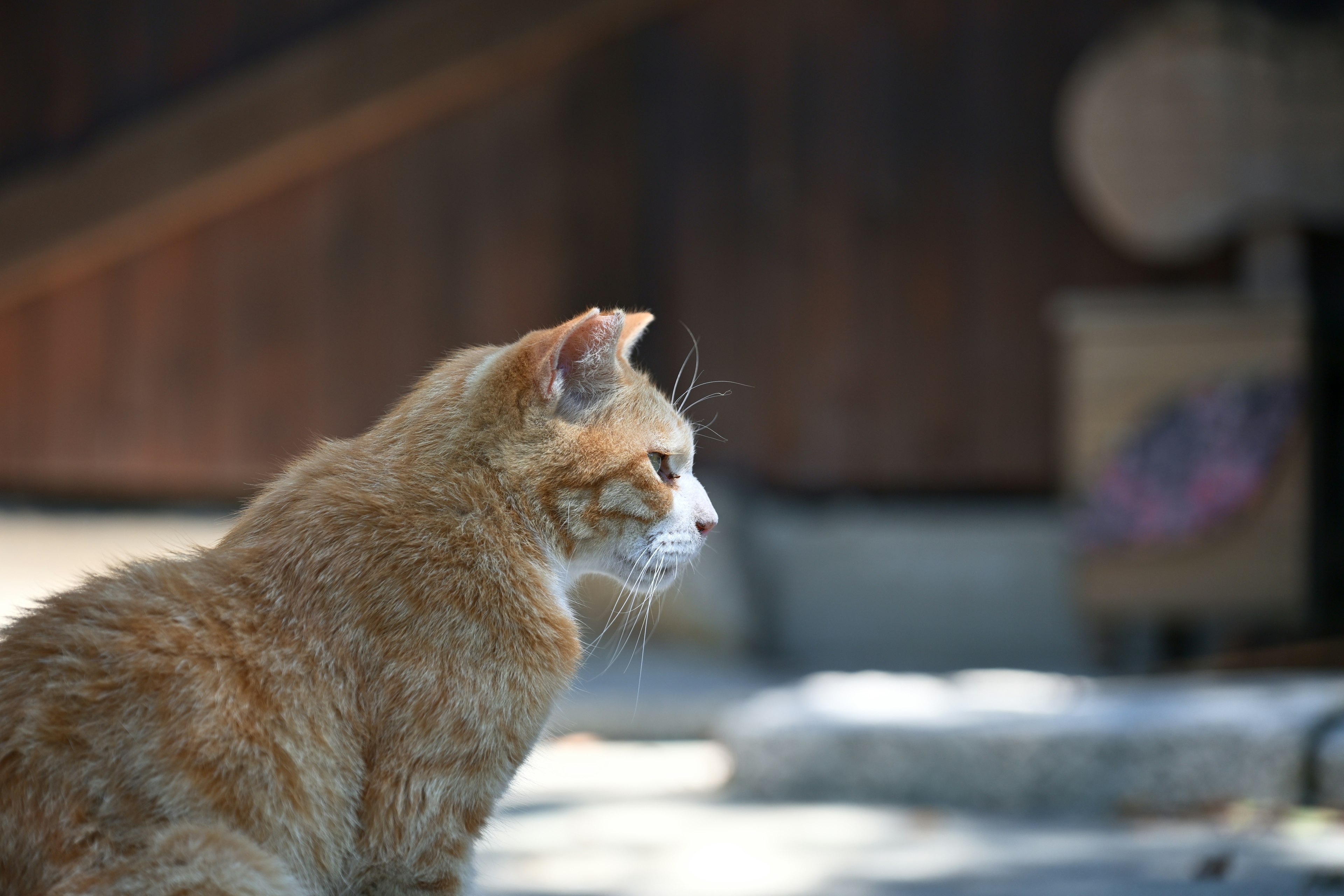 An orange cat sitting sideways in a natural setting