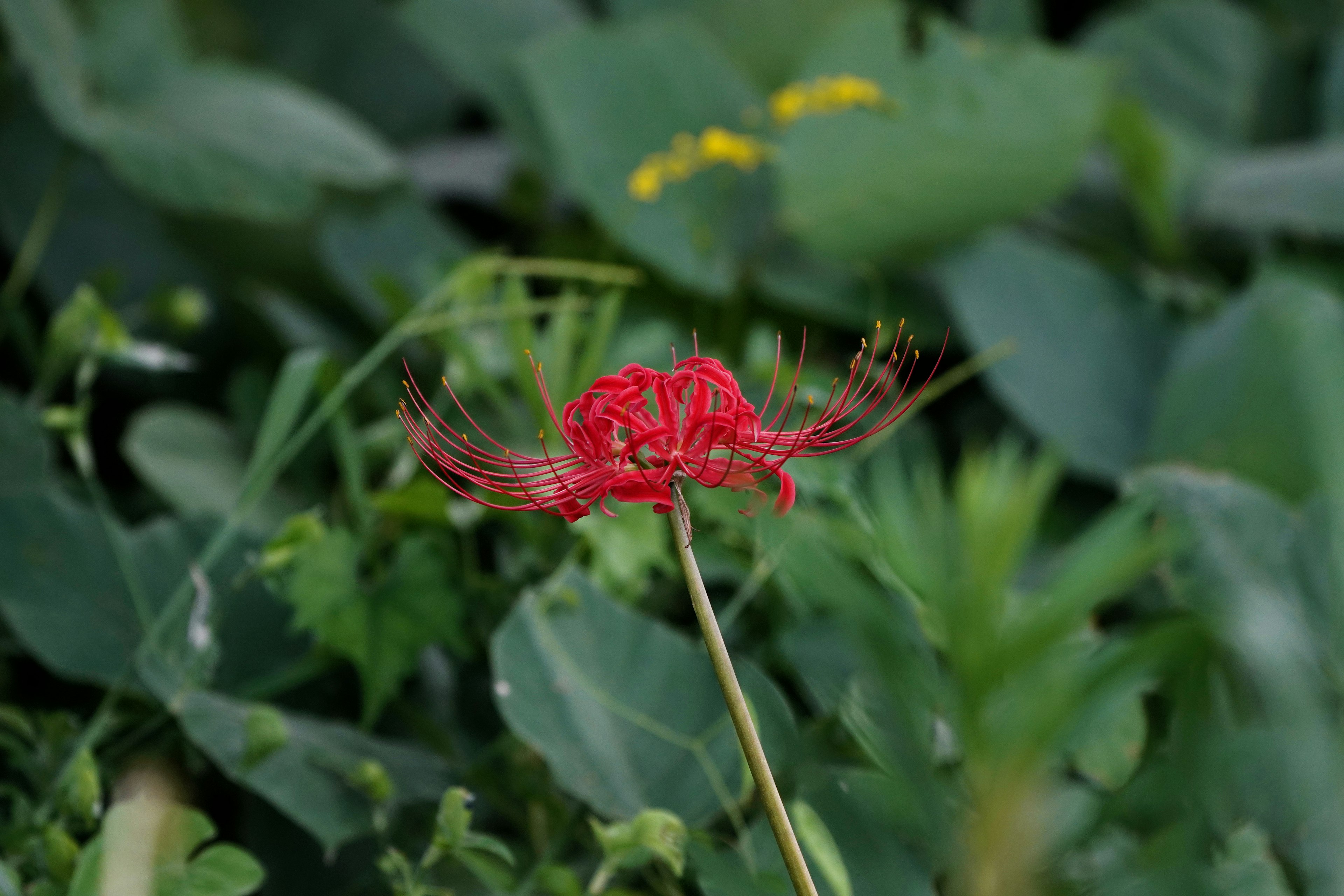 Red spider lily blooming among green leaves