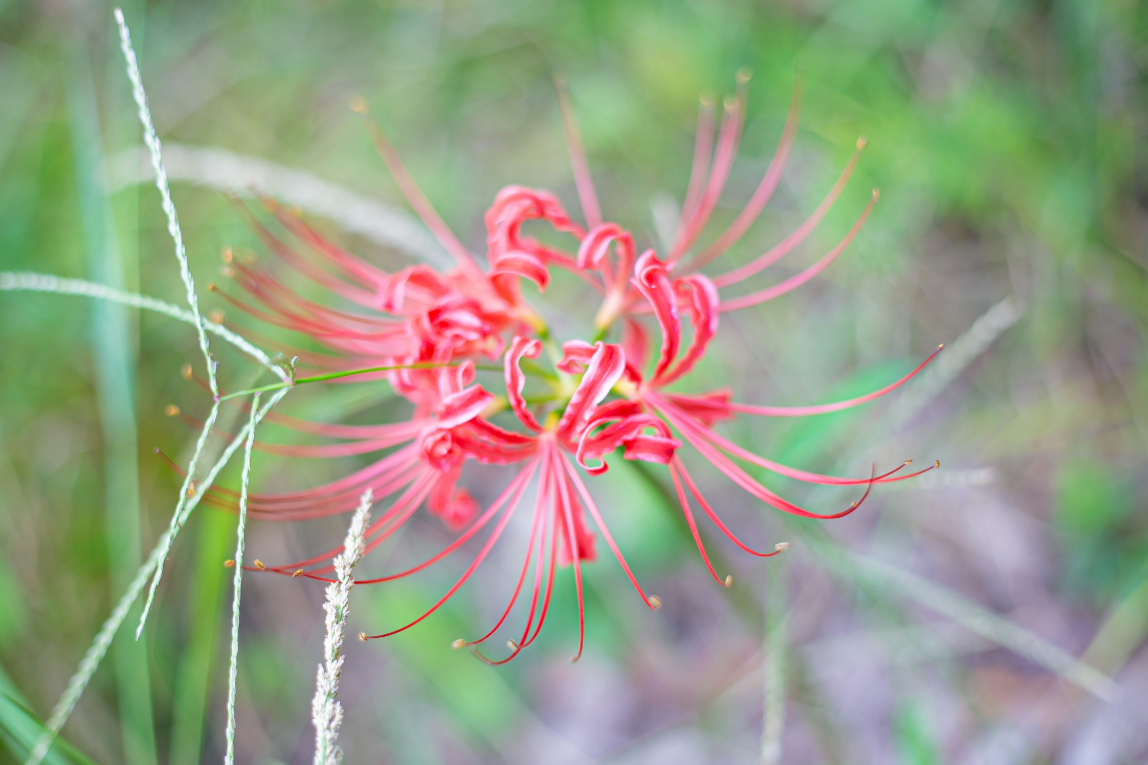 ดอกไม้สีแดงสดใสโดดเด่นบนพื้นหลังสีเขียว