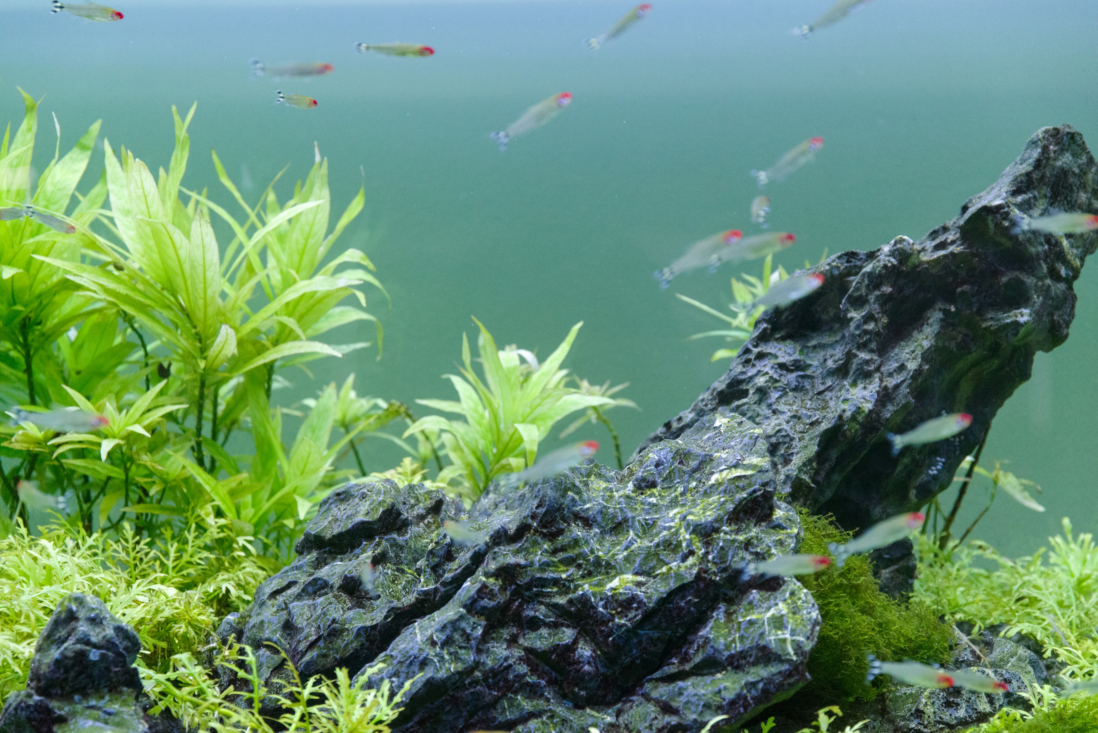 Scène d'aquarium avec des plantes aquatiques et des rochers poissons nageant