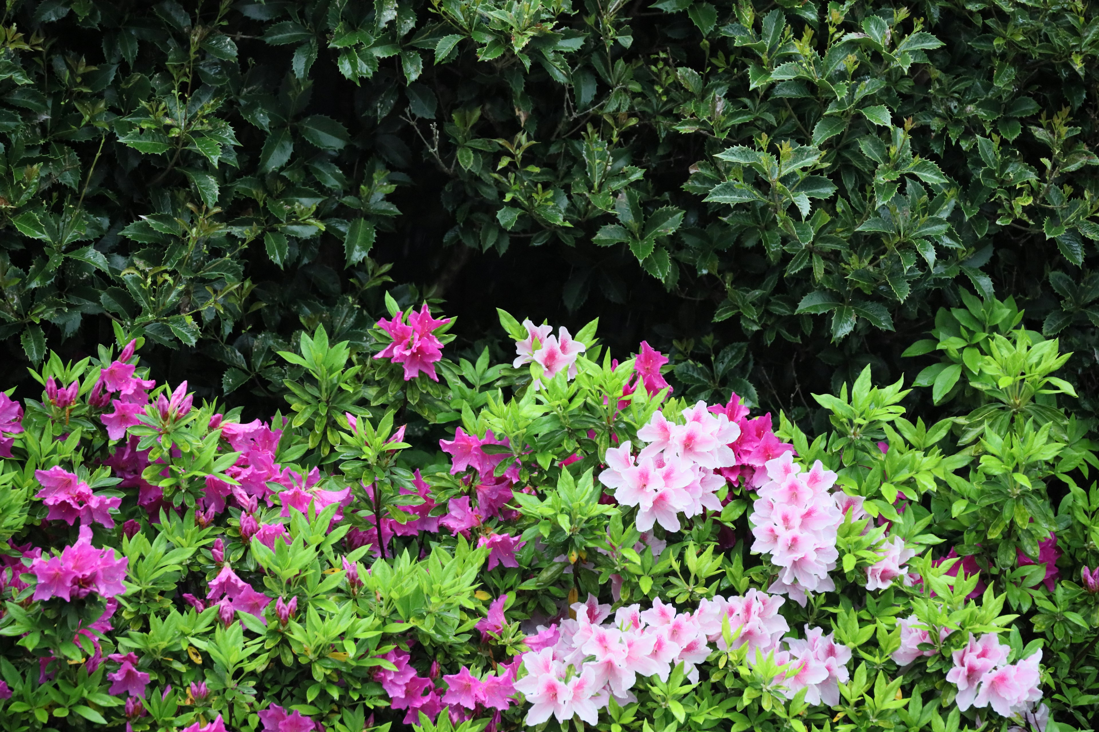 Colorful azalea flowers blooming against a green backdrop