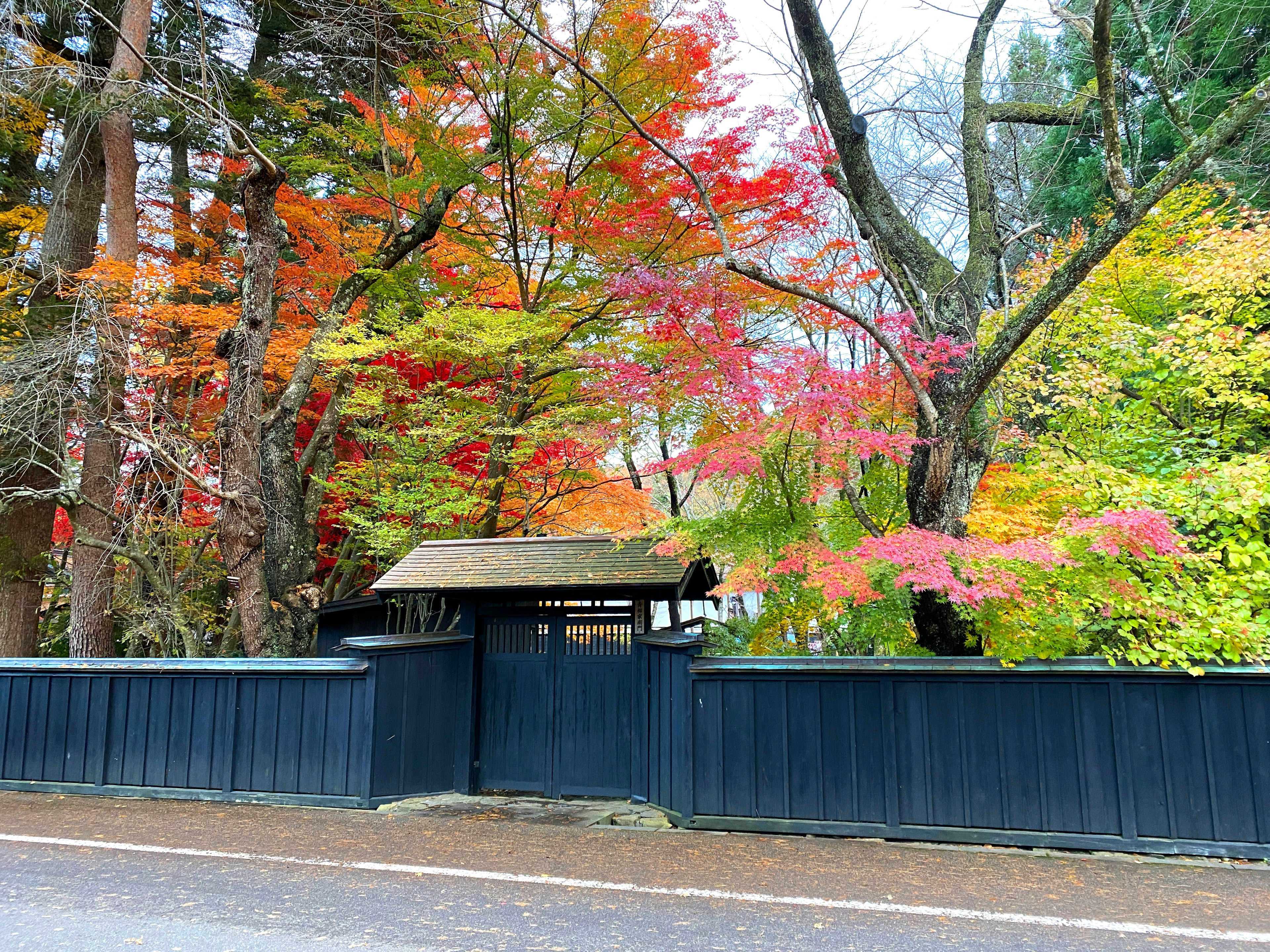 鮮やかな紅葉の木々に囲まれた黒い門とフェンス