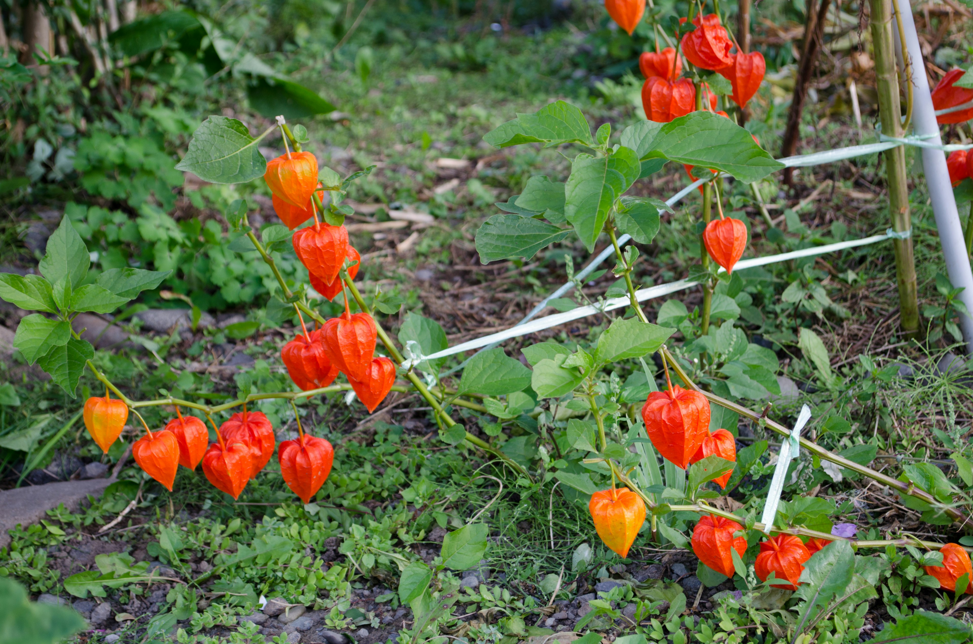 พืชที่มีผล Physalis สีส้มสดใสอยู่ในฉากหลังสีเขียว