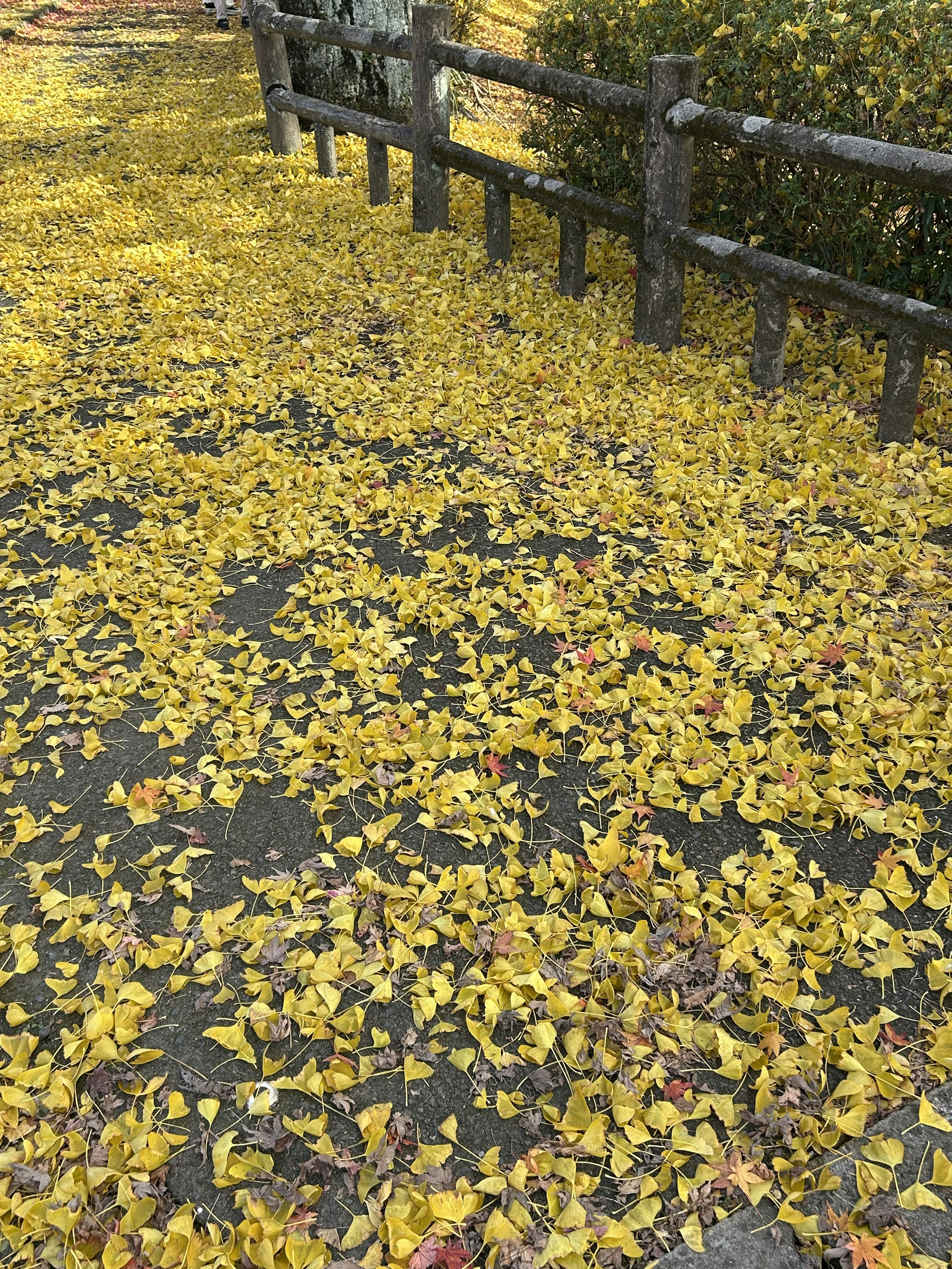 Jalan yang tertutup daun kuning dan pagar kayu