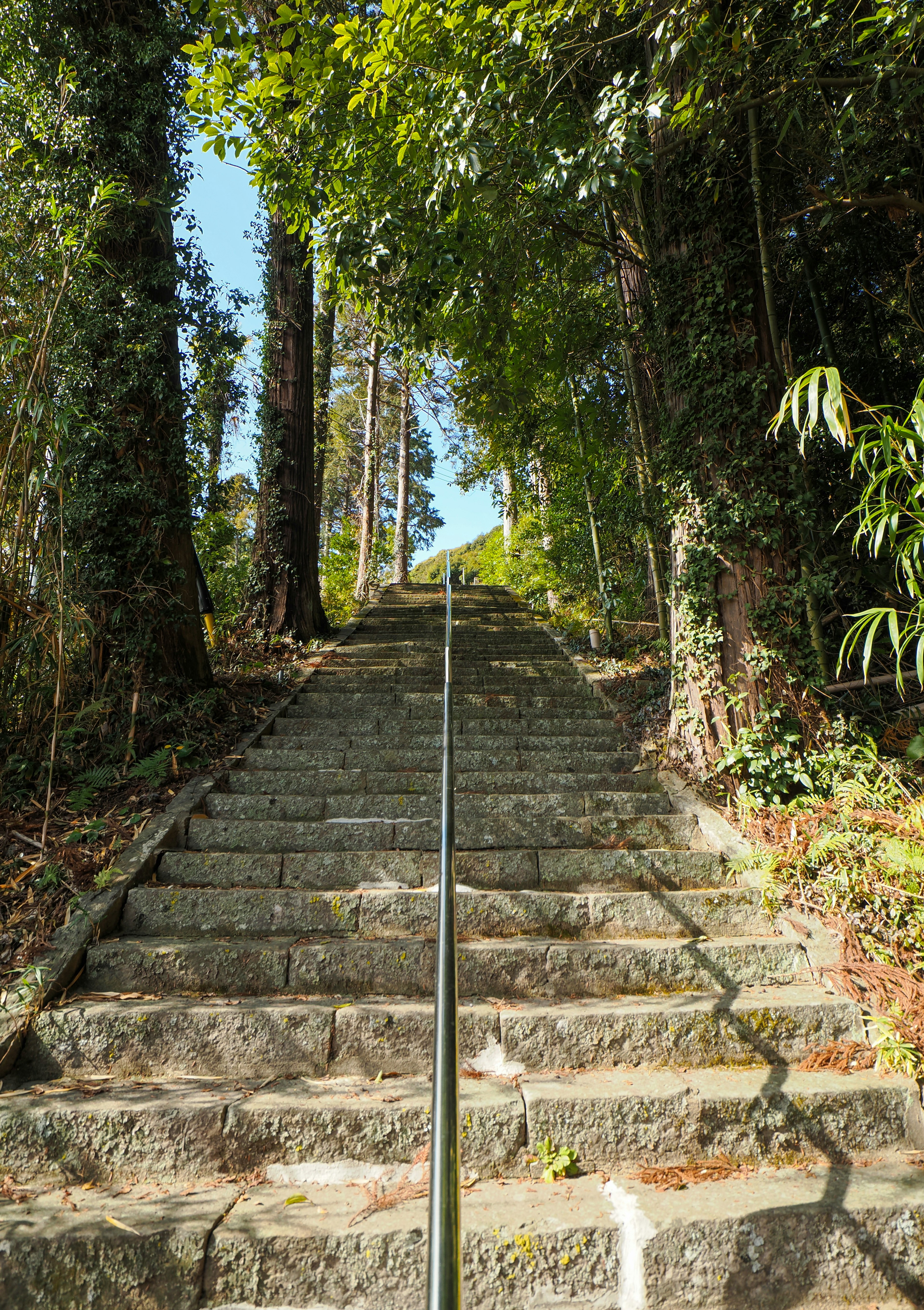 Stone steps leading upwards surrounded by lush greenery