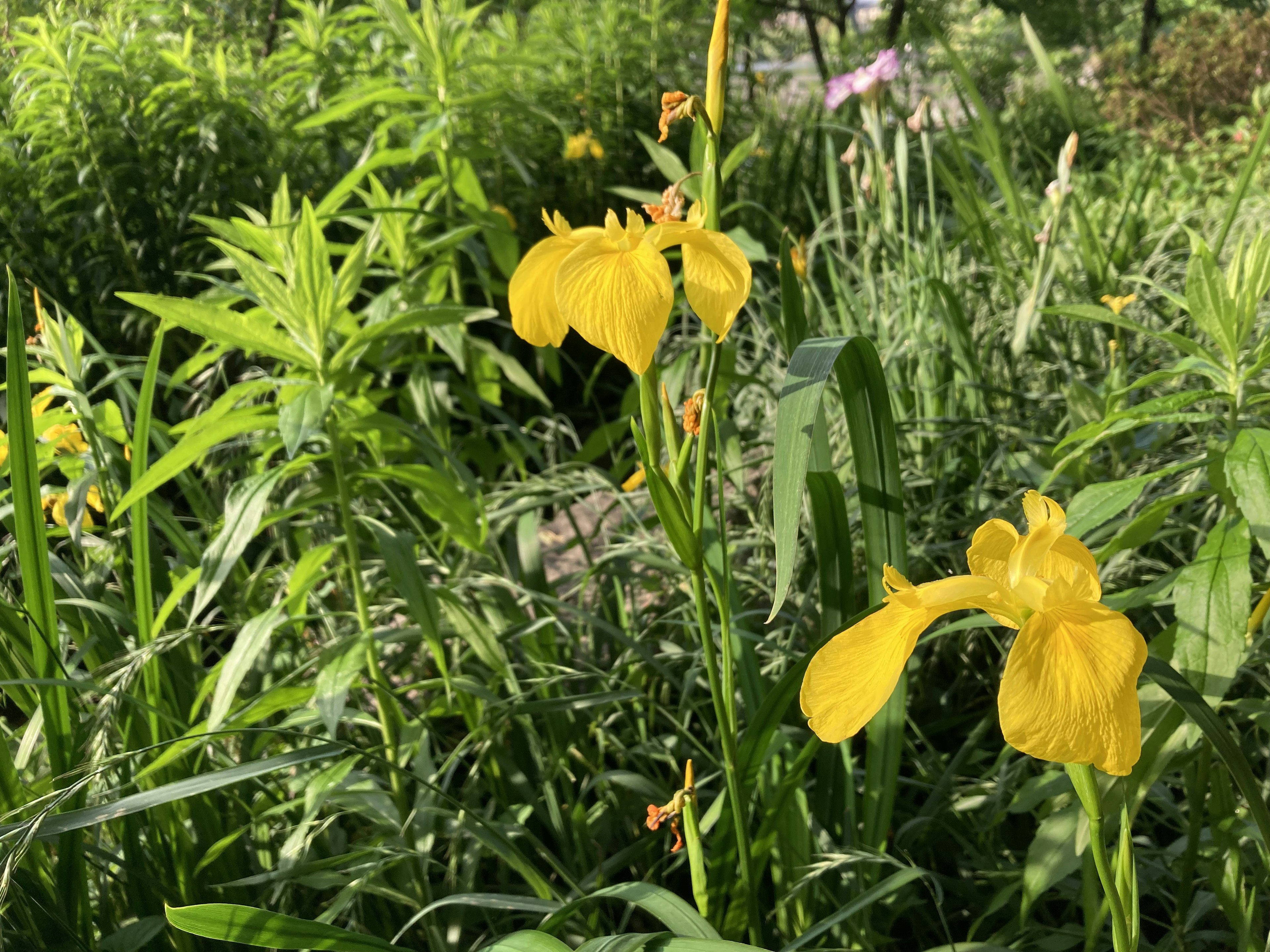 Fleurs jaunes entourées de feuillage vert