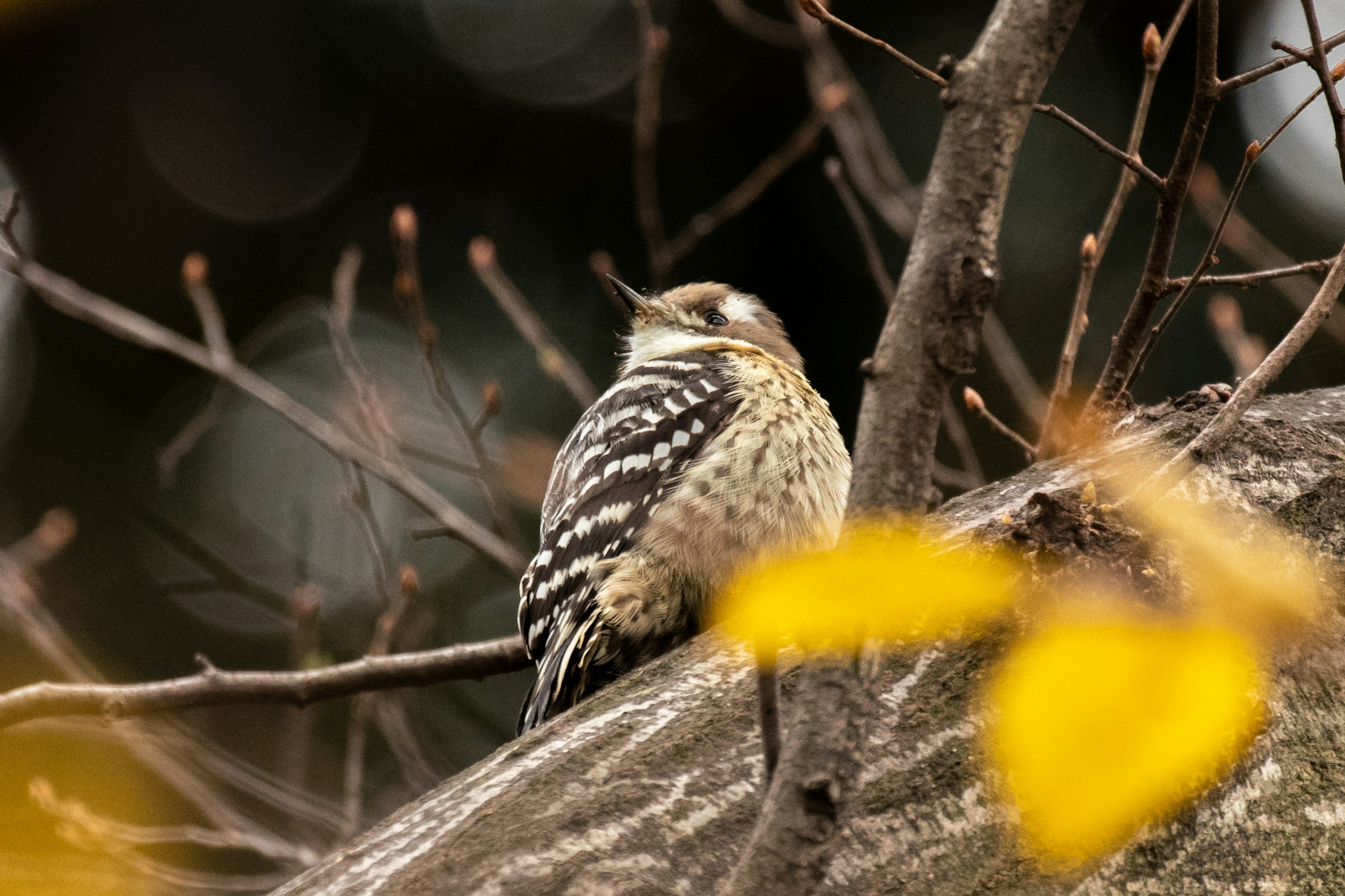 Primer plano de un pequeño pájaro posado en una rama de árbol con plumas a rayas blancas y negras rodeado de hojas amarillas borrosas