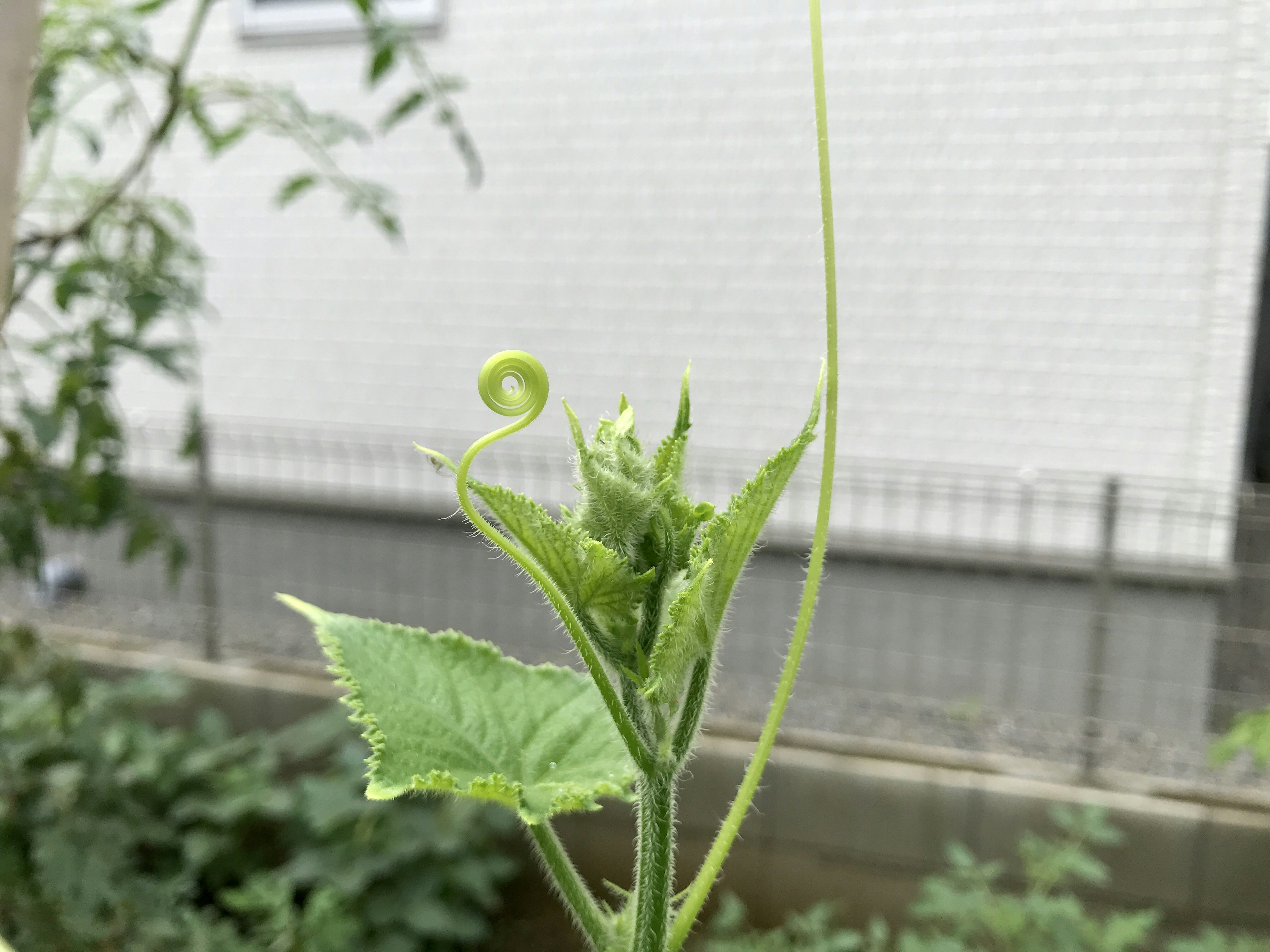 Immagine di una pianta rampicante verde con nuove gemme e foglie