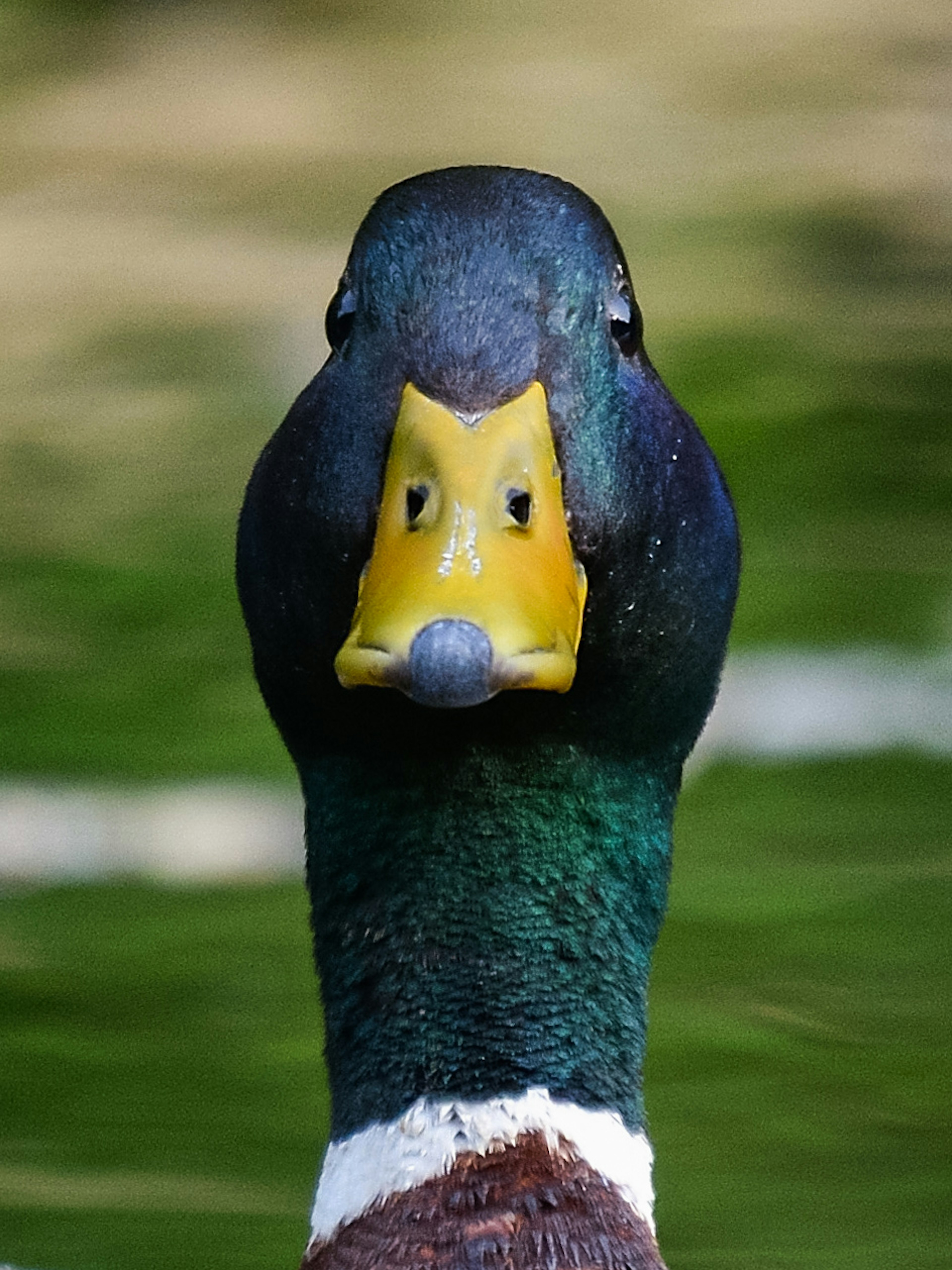 Close-up of a duck's head facing forward with a green water background