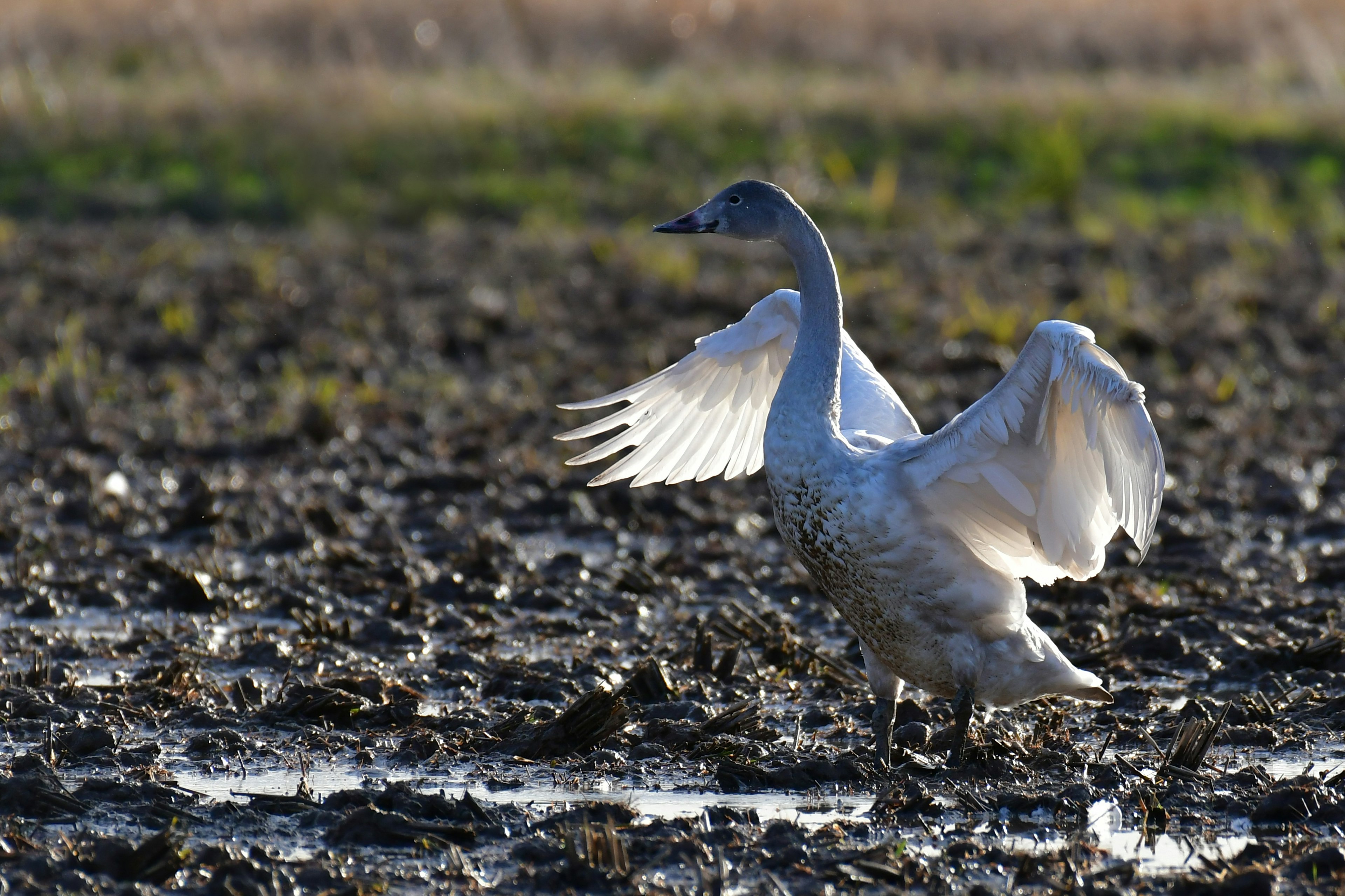 Un cisne extendiendo sus alas mientras está en terreno fangoso