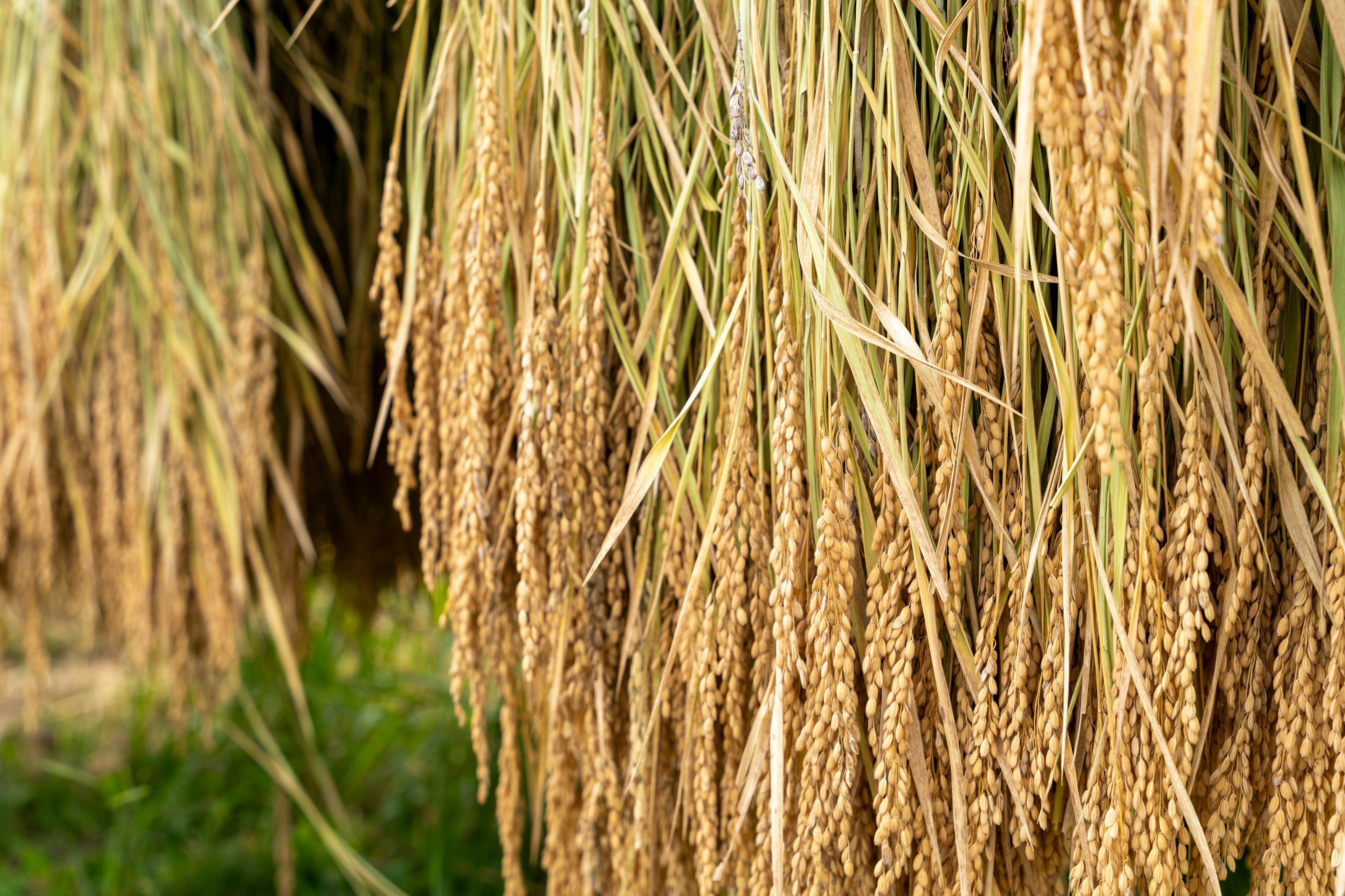 Close-up of hanging rice stalks with golden grains against a green background