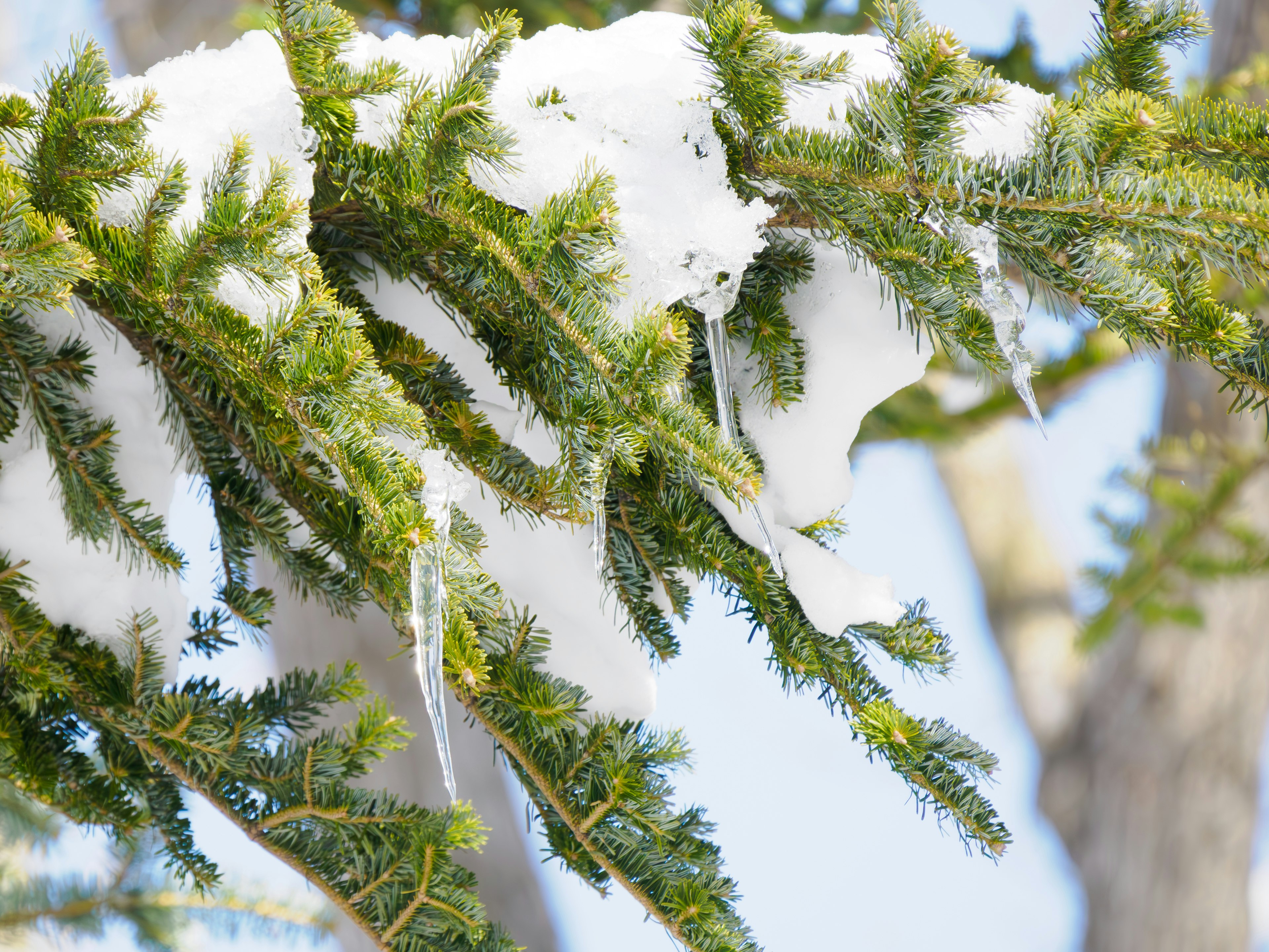 Primo piano di rami di albero verdi coperti di neve